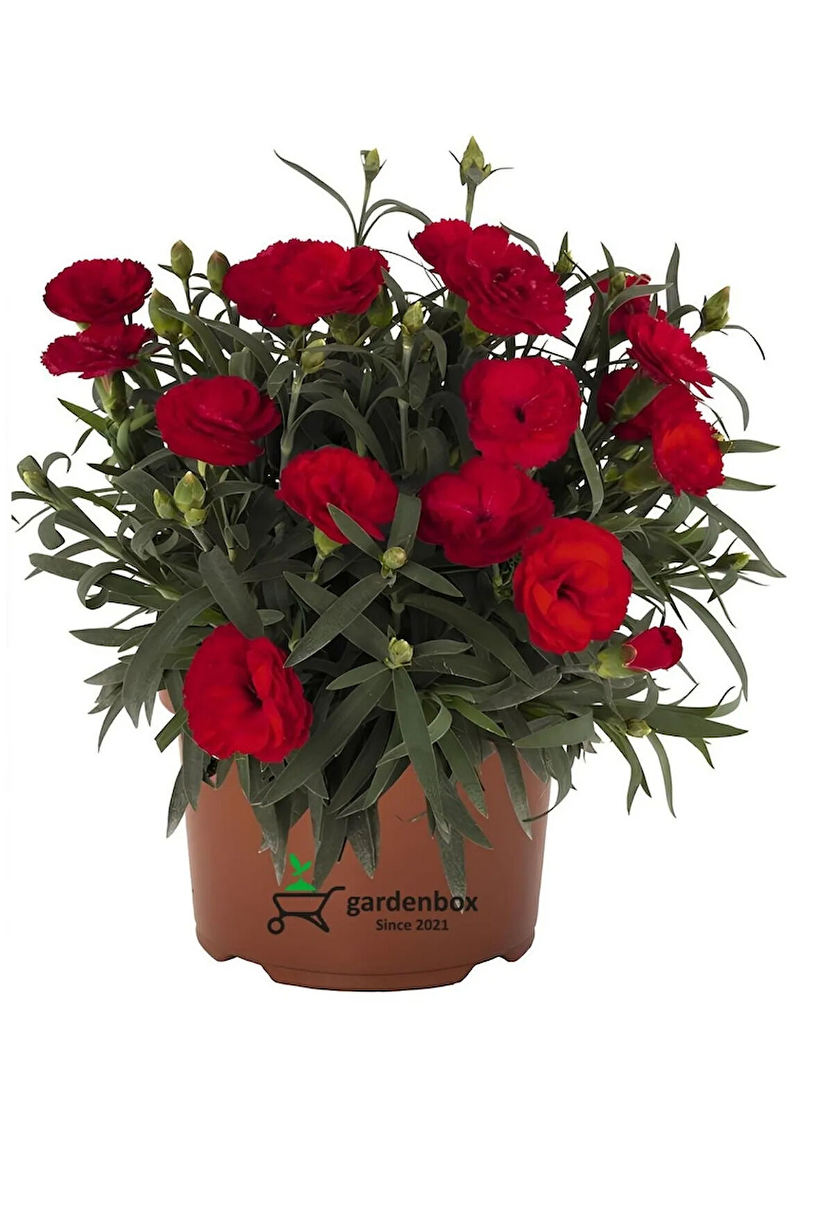 Dolgun Bol Çiçekli Kırmızı Renk Karanfil Çiçeği Bodur Cins 15-25cm Saksılı
