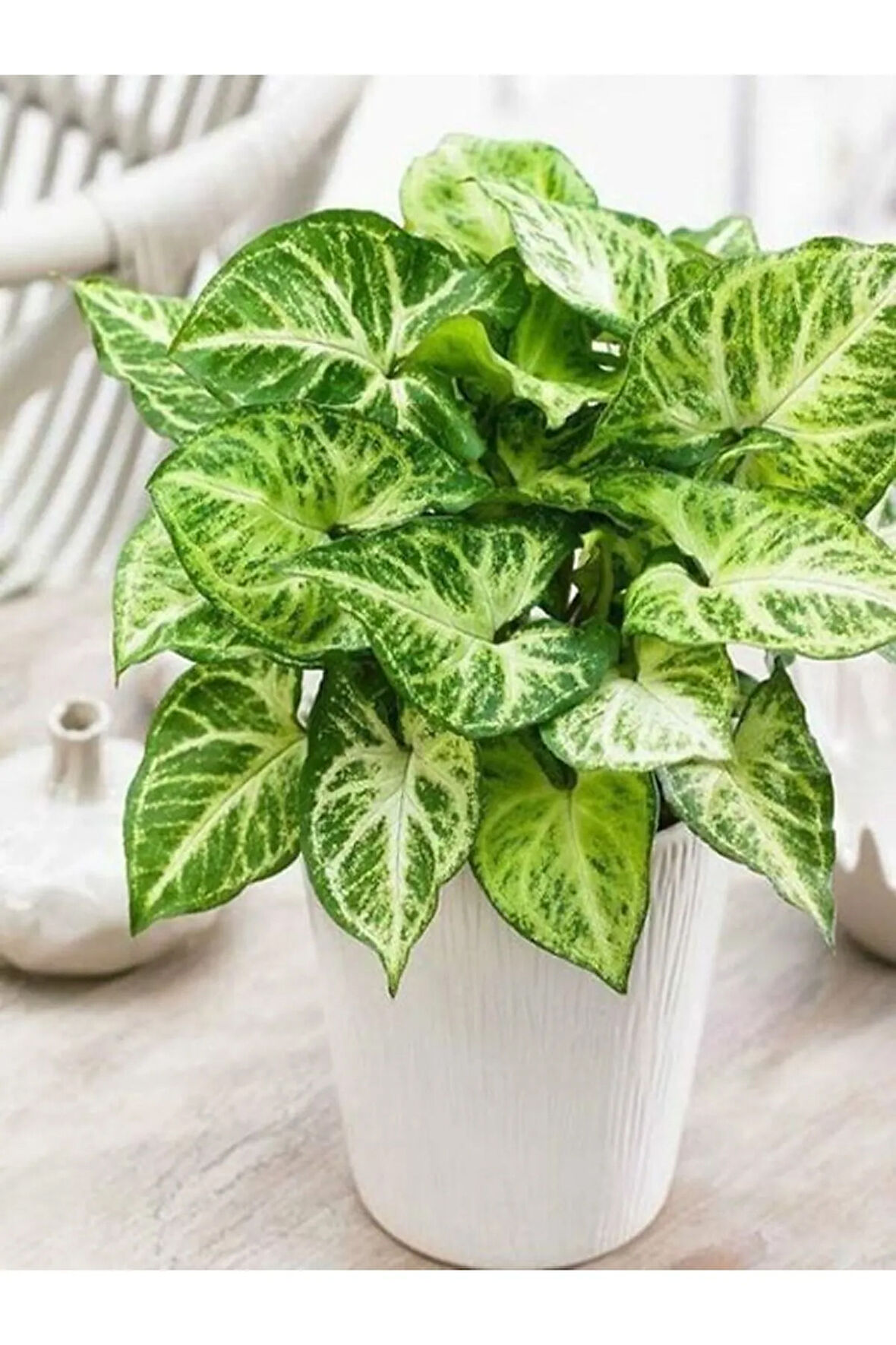 Çok Avantajlı Melek Kanadı Xl Iç Mekan Bitkisi (syngonium Podophyllum 'white Butterfly')