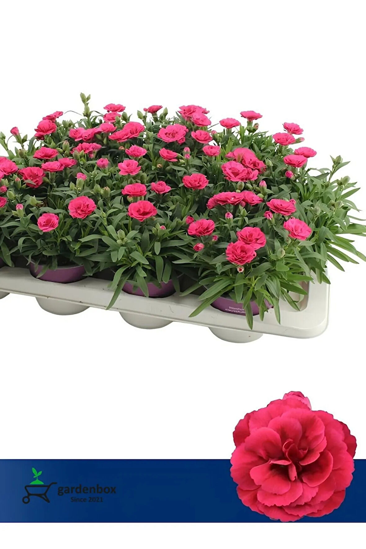 Avantajlı Ürün Yeni Sezon Bol Çiçekli Pembe Renk Karanfil Çiçeği 1 ADET 15-25cm