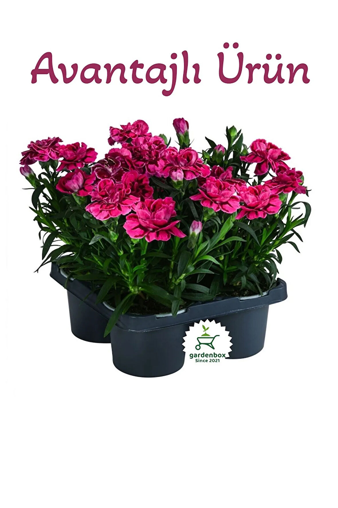 Mis Kokulu Fuşya Renk Karanfil Çiçeği Avantajlı Ürün 4 Adet Saksılı 15-25cm Dianthus