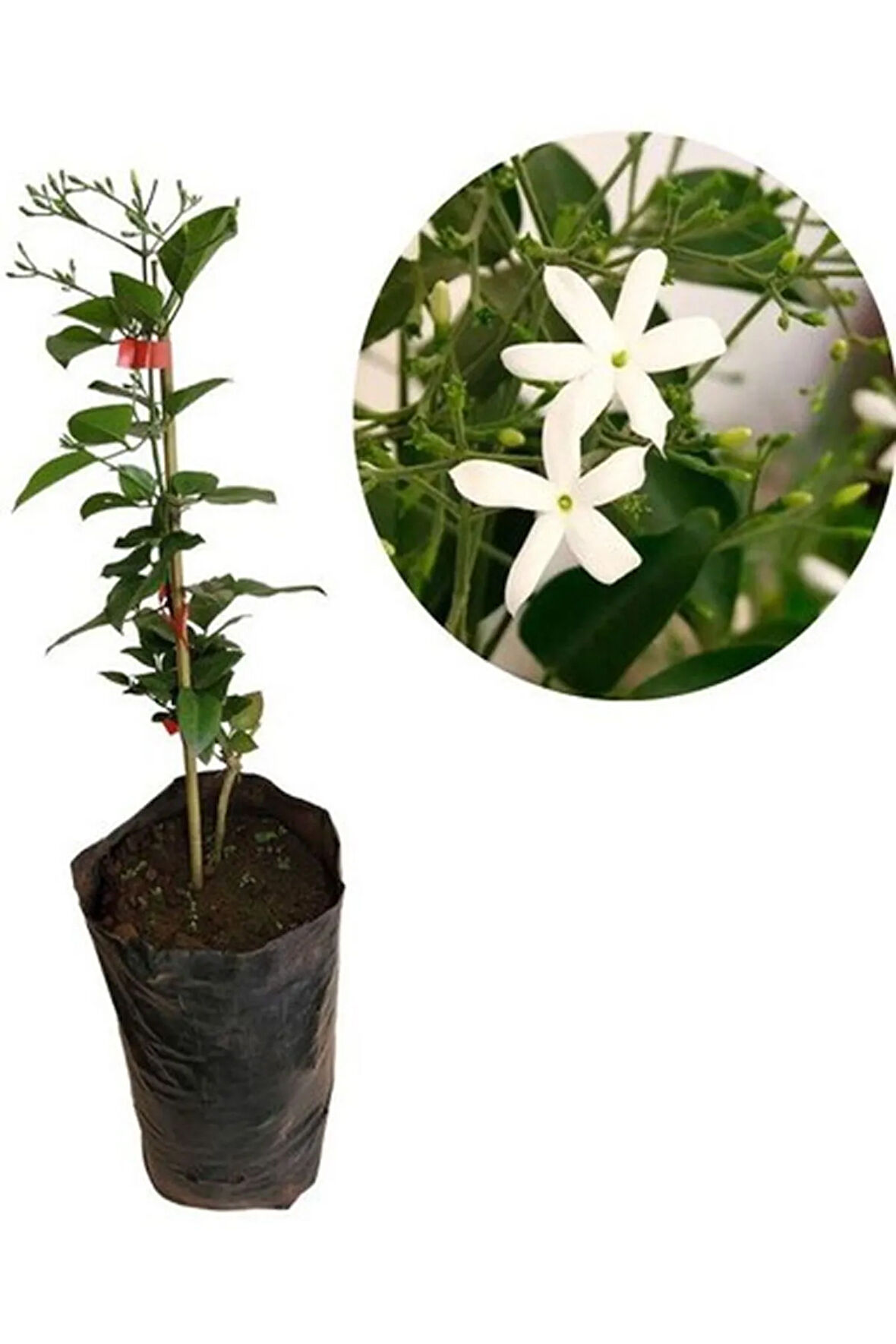 Mis Kokulu Ful Yasemin Çiçeği 1 Adet Saksılı 30-60cm Bahçe Çiçeği