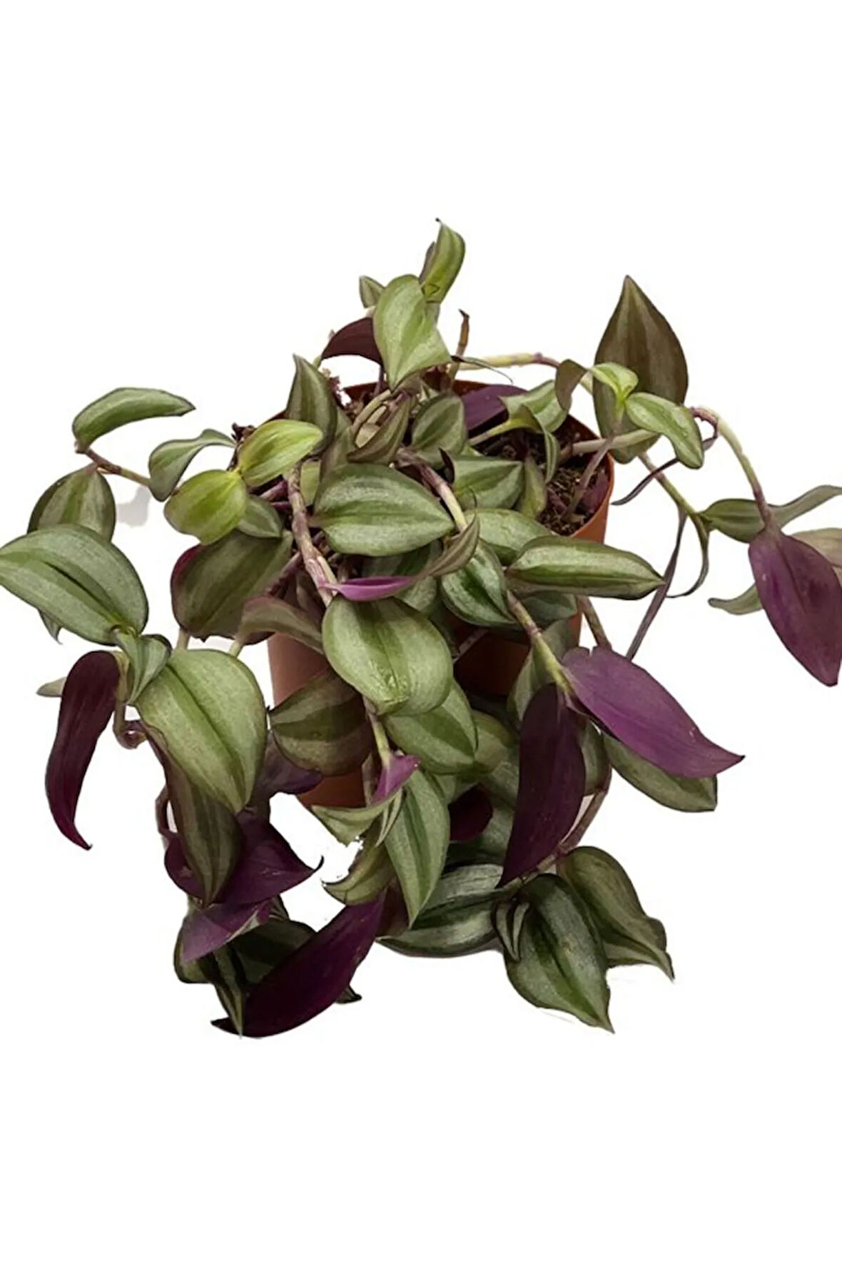 Canlı Dekoratif Salon Çiçeği 1 Adet Saksılı Telgraf Tradescantia Zebrina