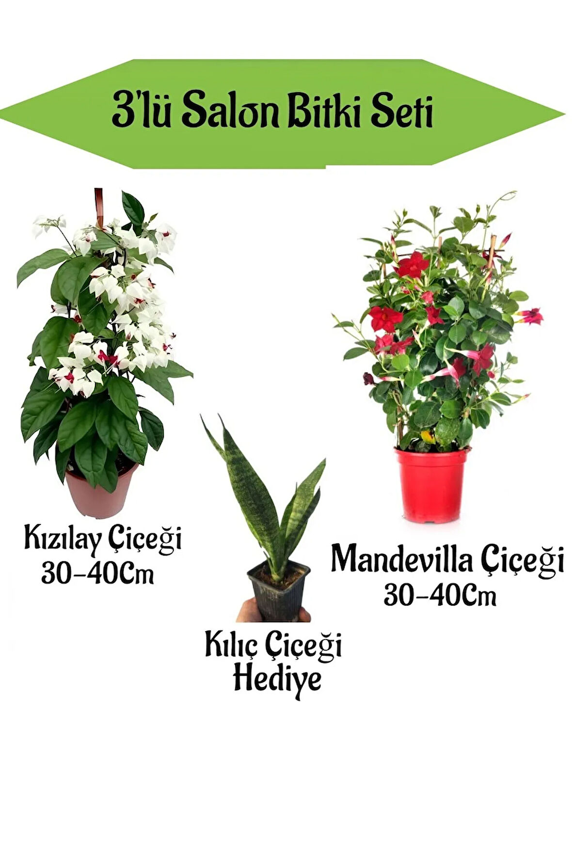 Kızılay Çiçeği+ Kırmızı Mandavilla Çiçeği+ Hediyelik Kılıç Bitkisi