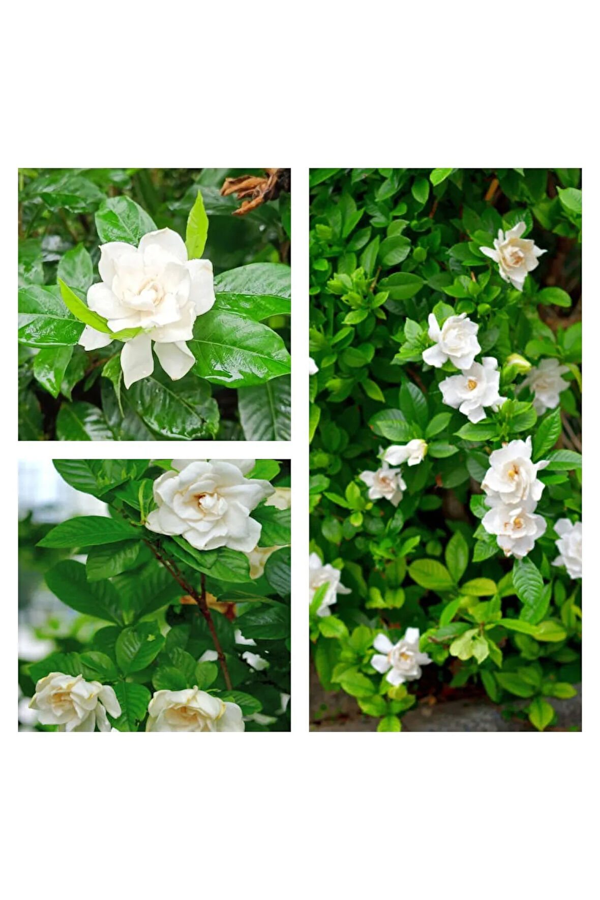 Videolu 1 Adet Çiçekli Yoğun Kokulu Gardenya Çiçeği 20-30 Cm Saksılı Iç Mekan Bitkileri Gardenia