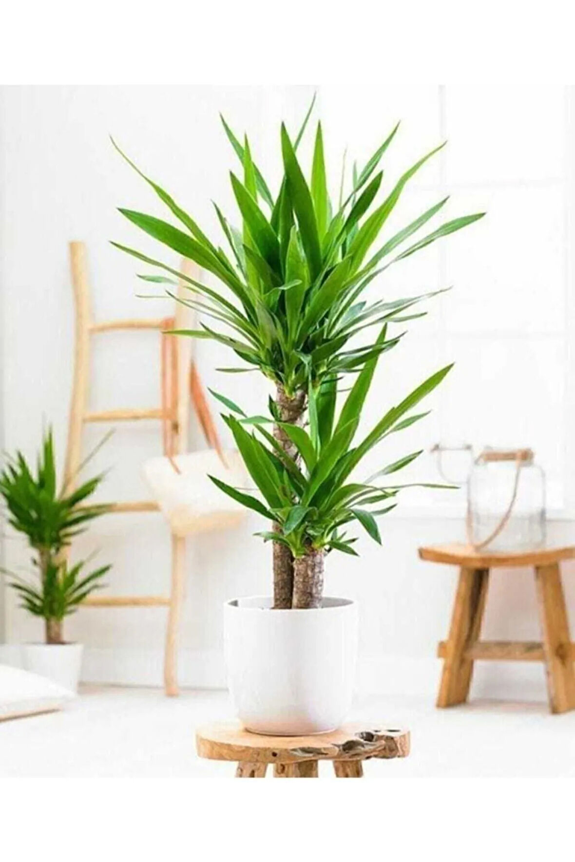 Kampanyalı Çiçeği (yucca) 2'li Dikim