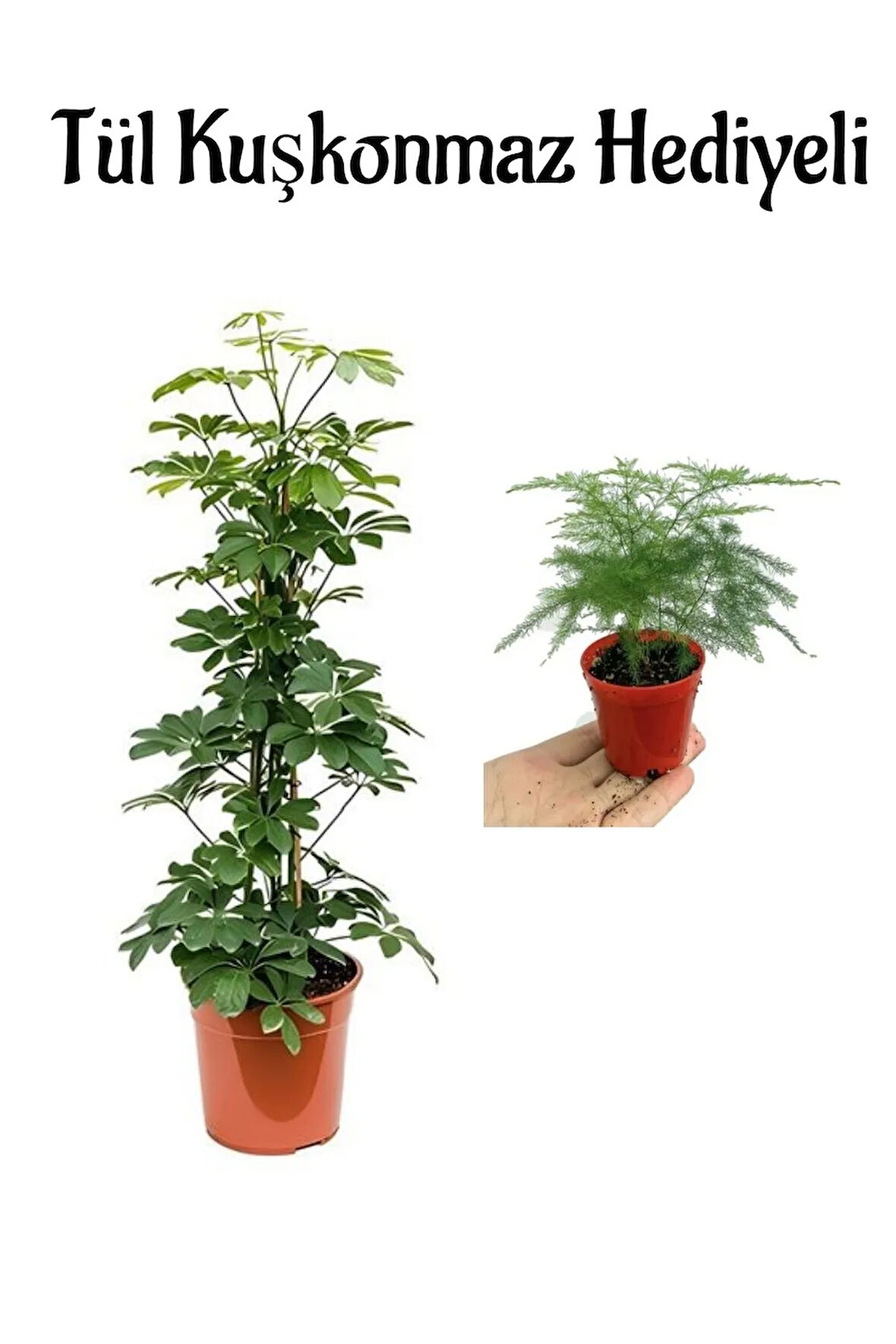 Kadınlar Gününe Özel Parlak Yapraklı Yeşil Şeflera Bitkisi Tül Kuşkonmaz