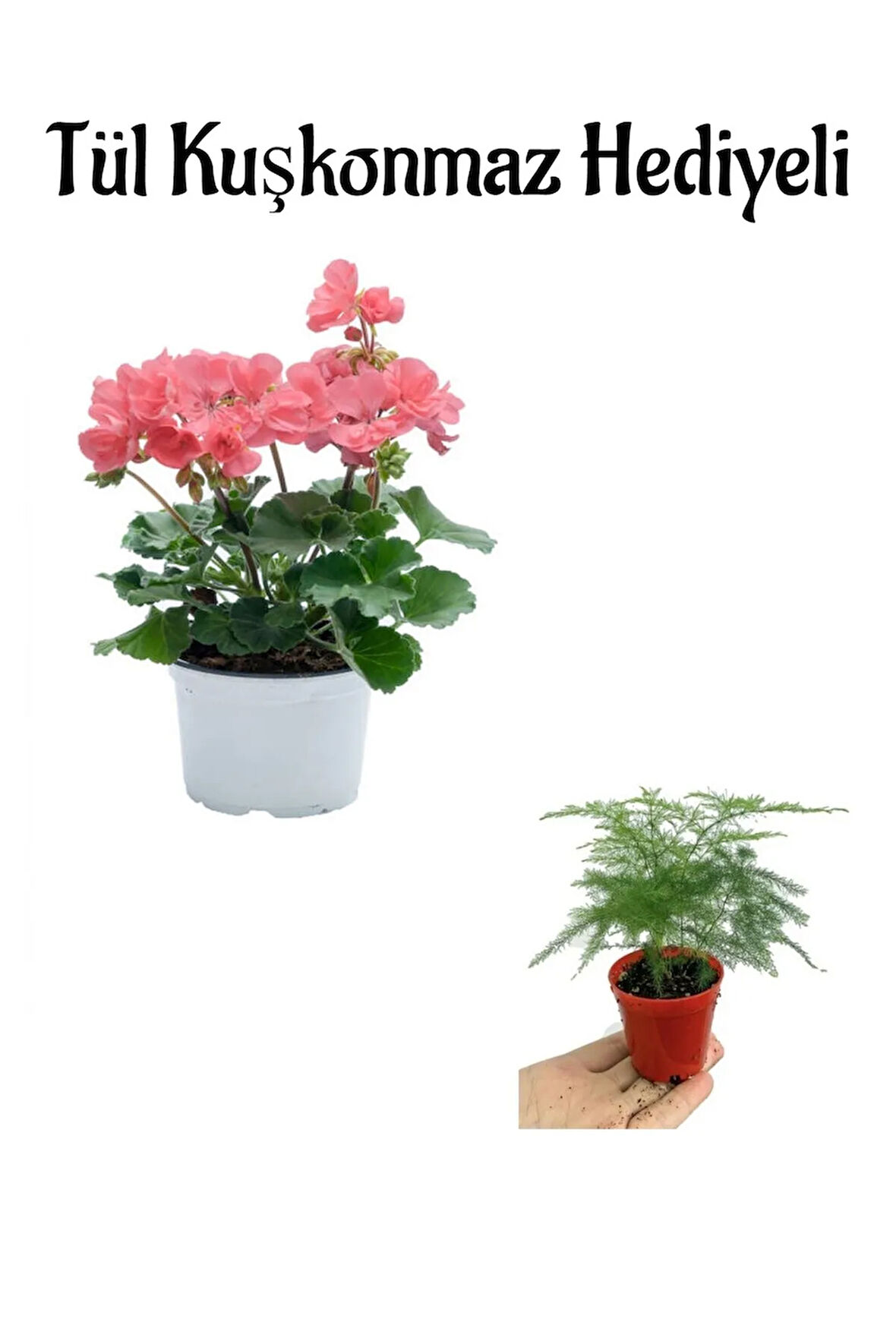 Hediyelik Toz Pembe Sardunya Fidanı Kadınlar Gününe Özel Tül Kuşkonmaz Hediyeli