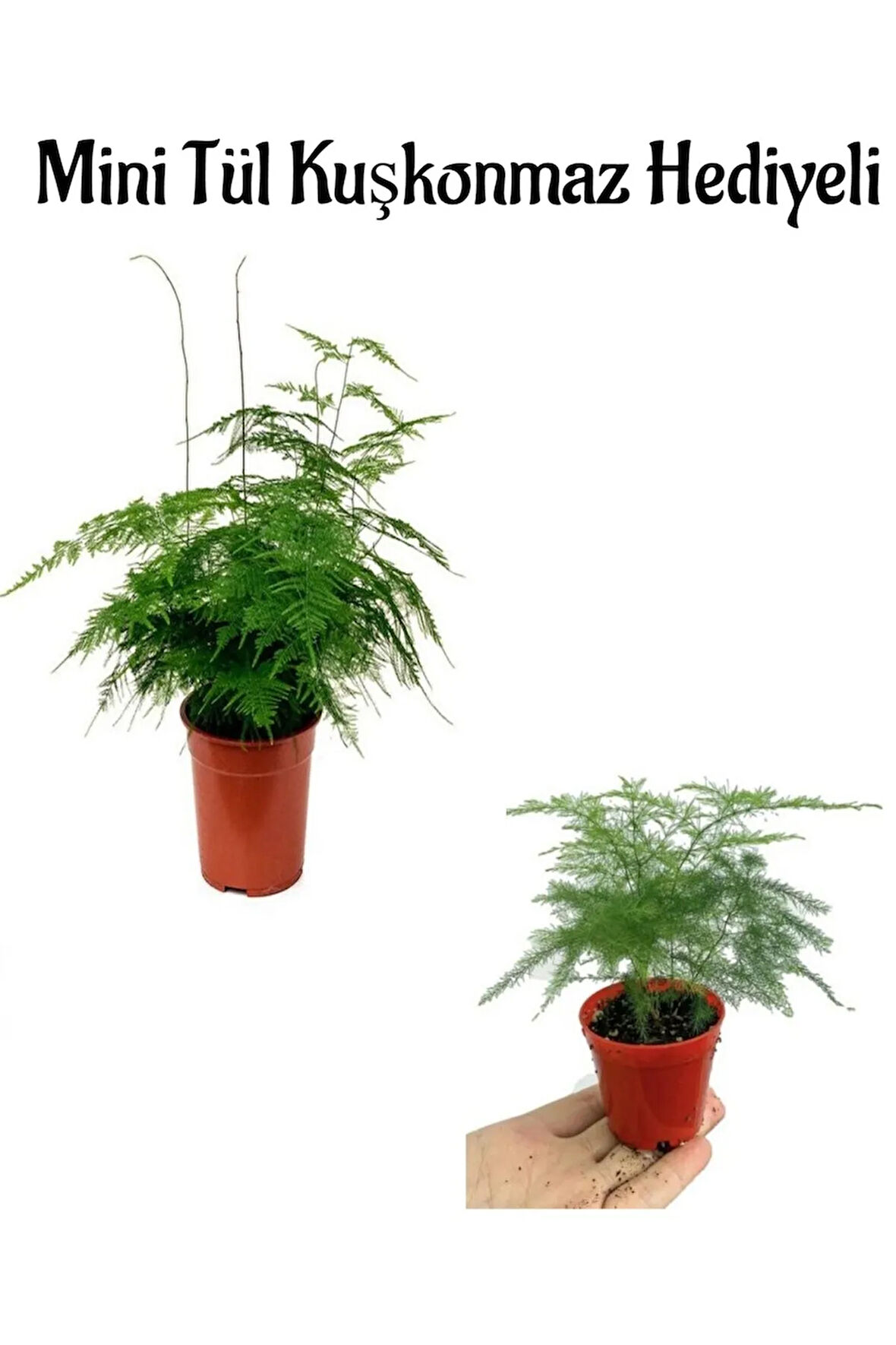 Tül Kuşkonmaz Çiçeği Anneler Gününe Özel Mini Tül Kuşkonmaz