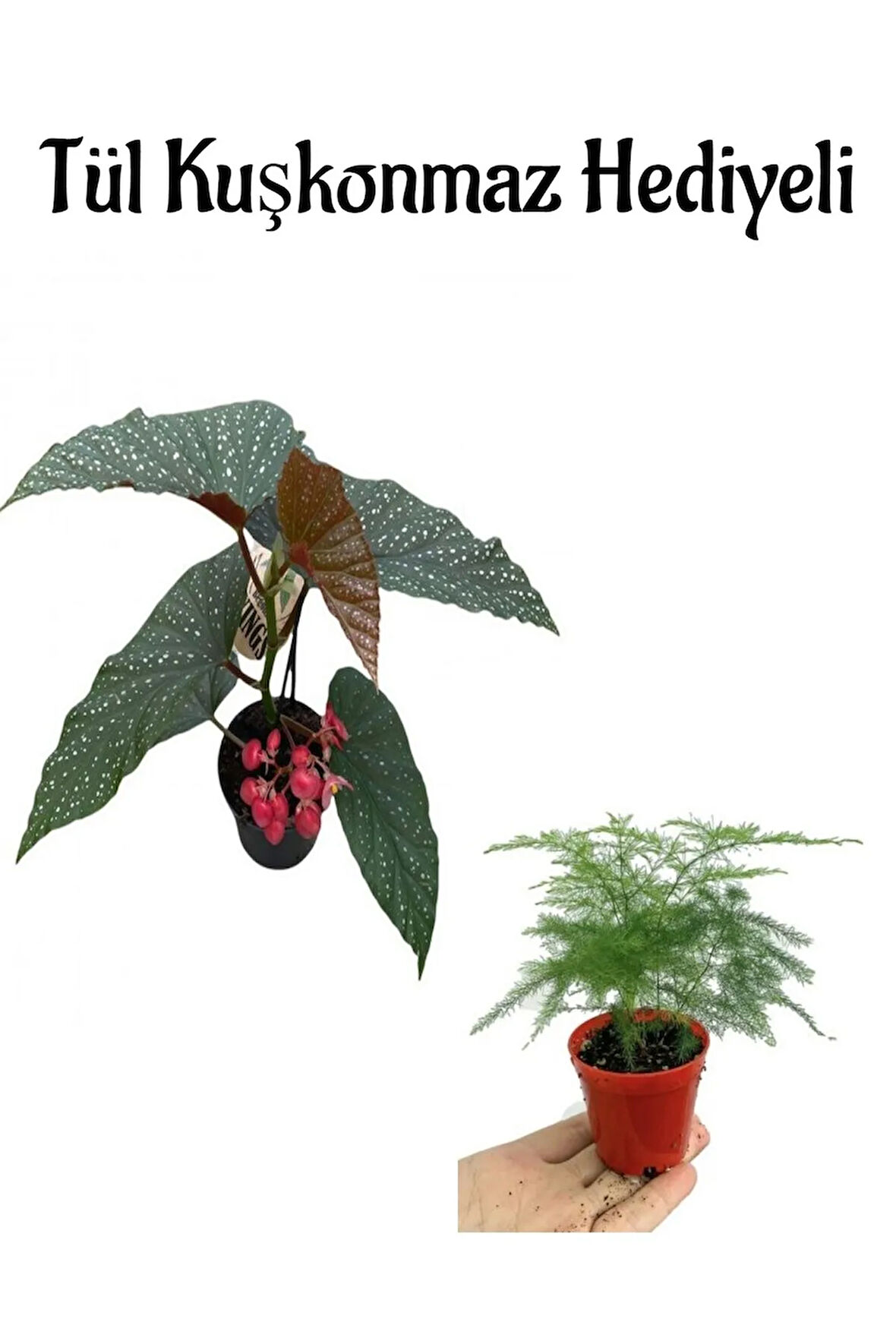 Hediyelik Çiçekli Çilli Begonya Çiçeği Sevgililer Gününe Özel Tül Kuşkonmaz