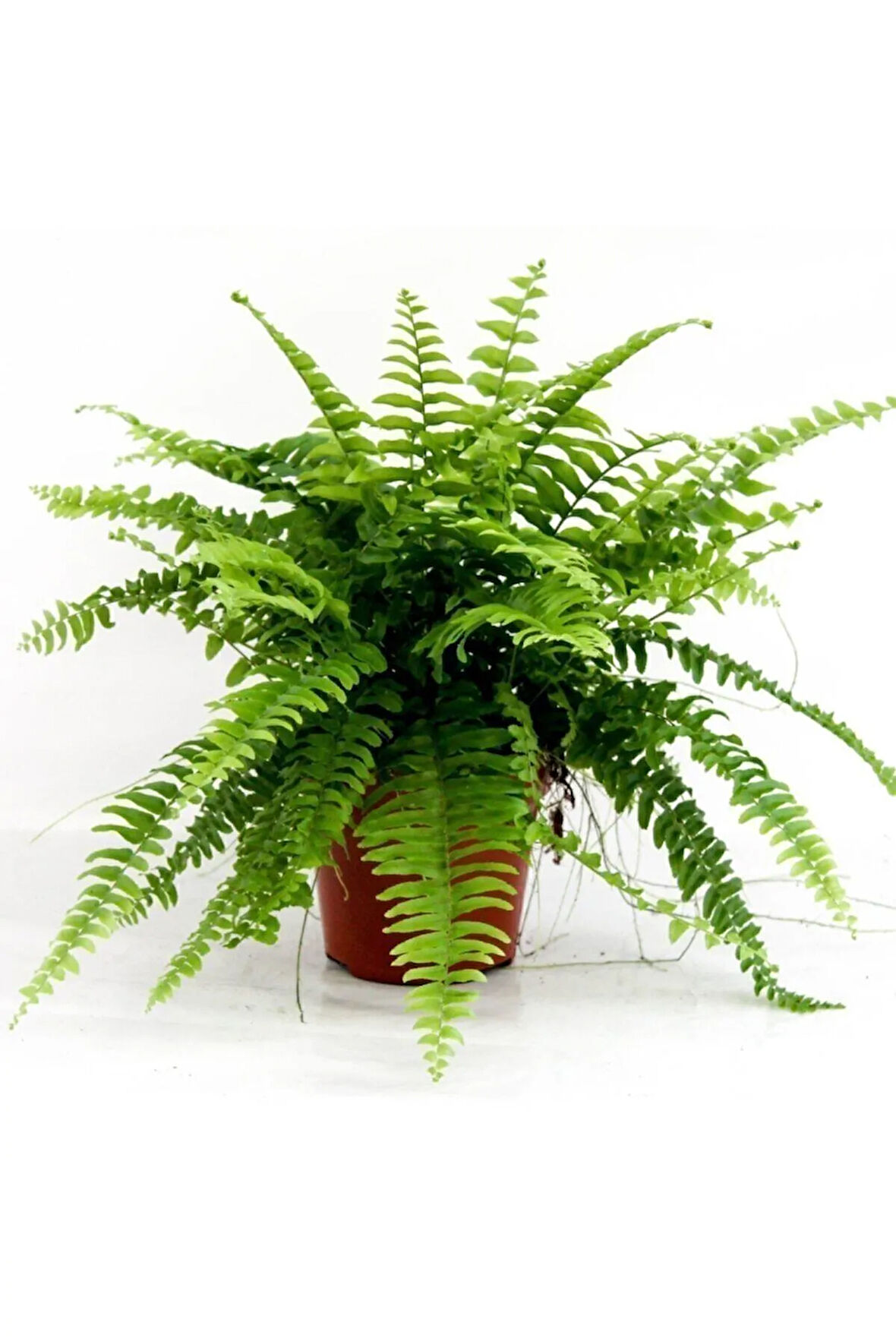 Çok Avantajlı Fujer Aşk Merdiveni Nephrolepsis Exaltata