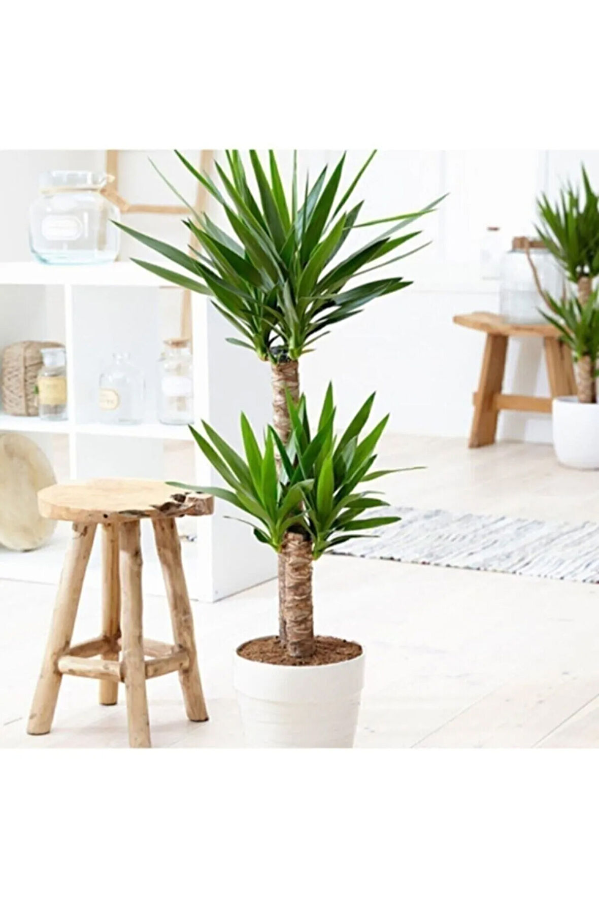 Yucca Bitkisi 2 Gövdeli Yuka Bitkisi Avize Çiçeği 80 100 Cm Ev Salon Bitkisi