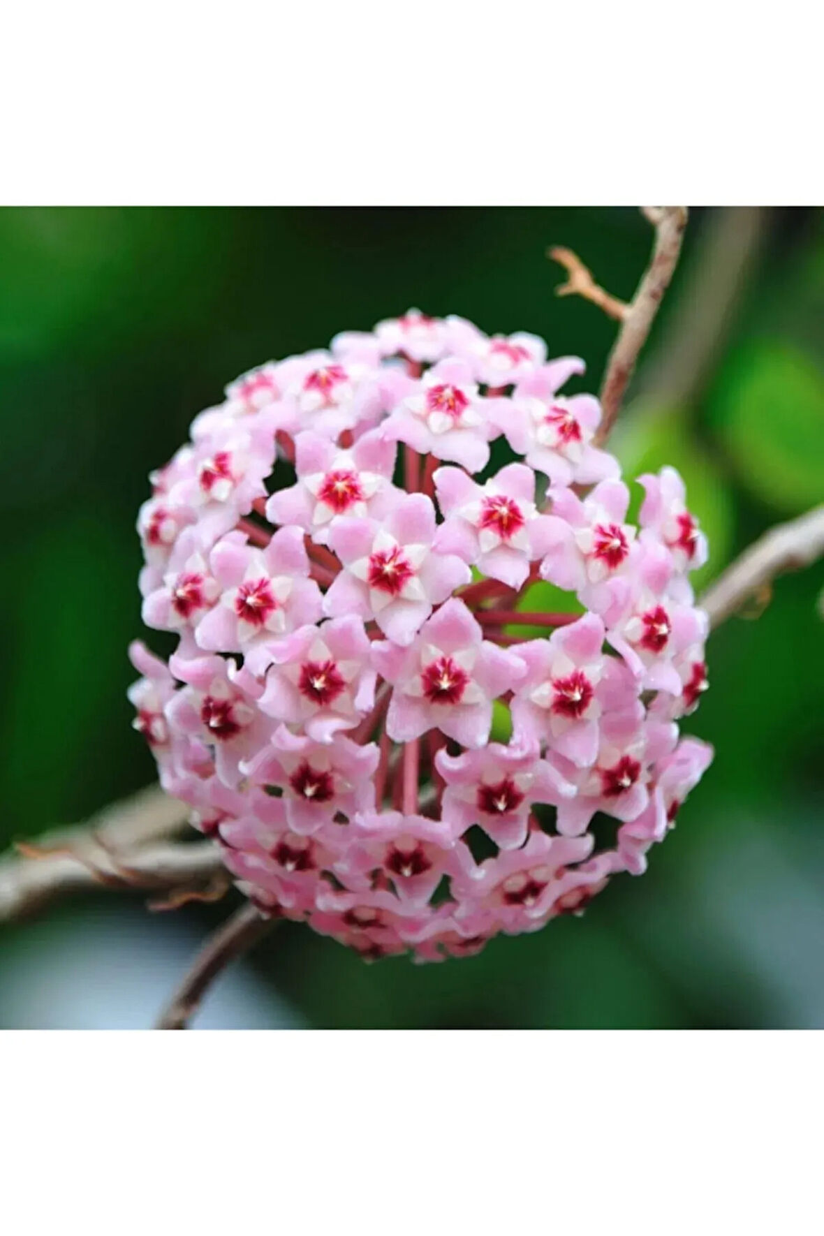 Mum Çiçeği Açık Pembe 20-25 cm Ev Salon Bitkisi Hoya Carnosa