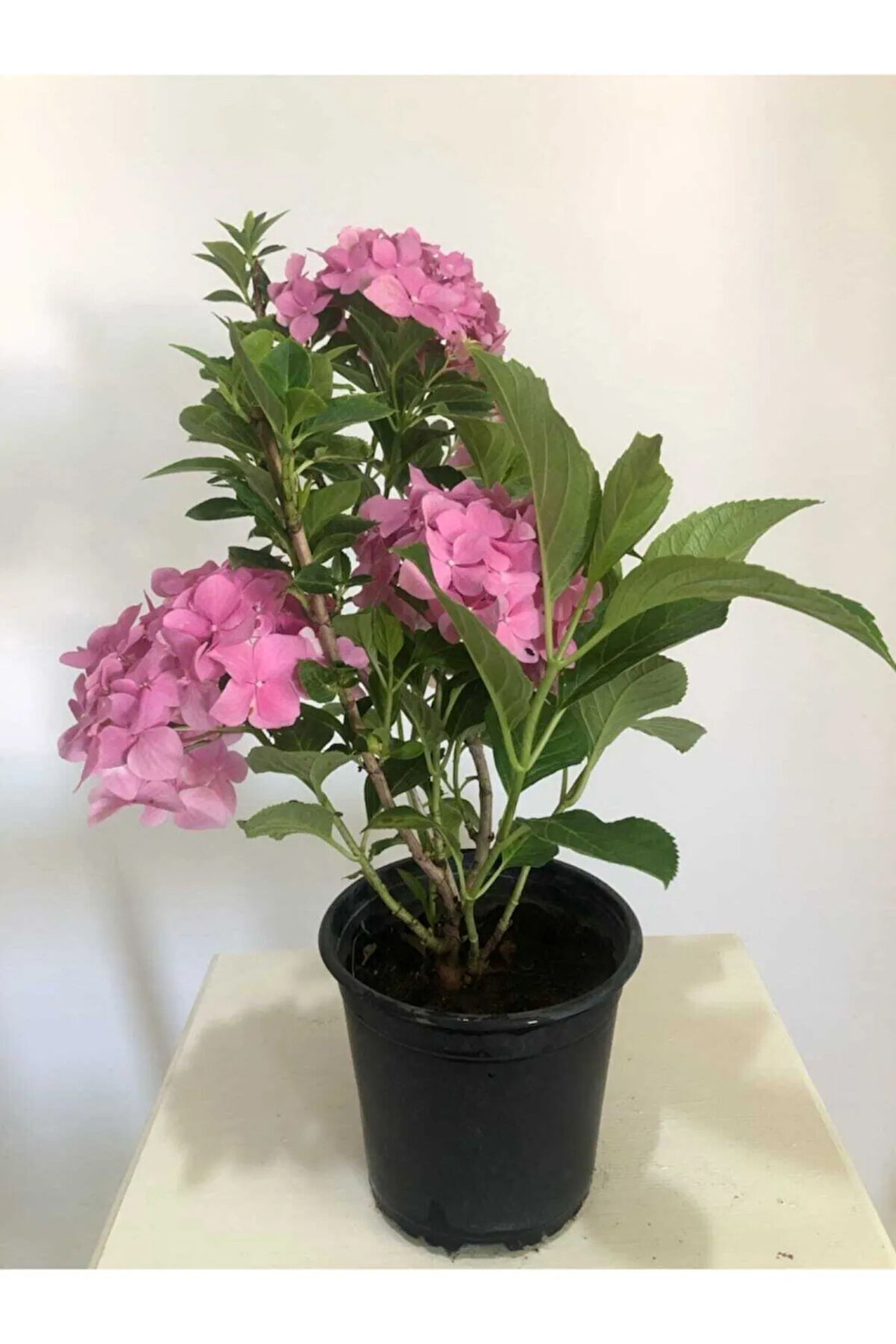 Pembe Ortanca