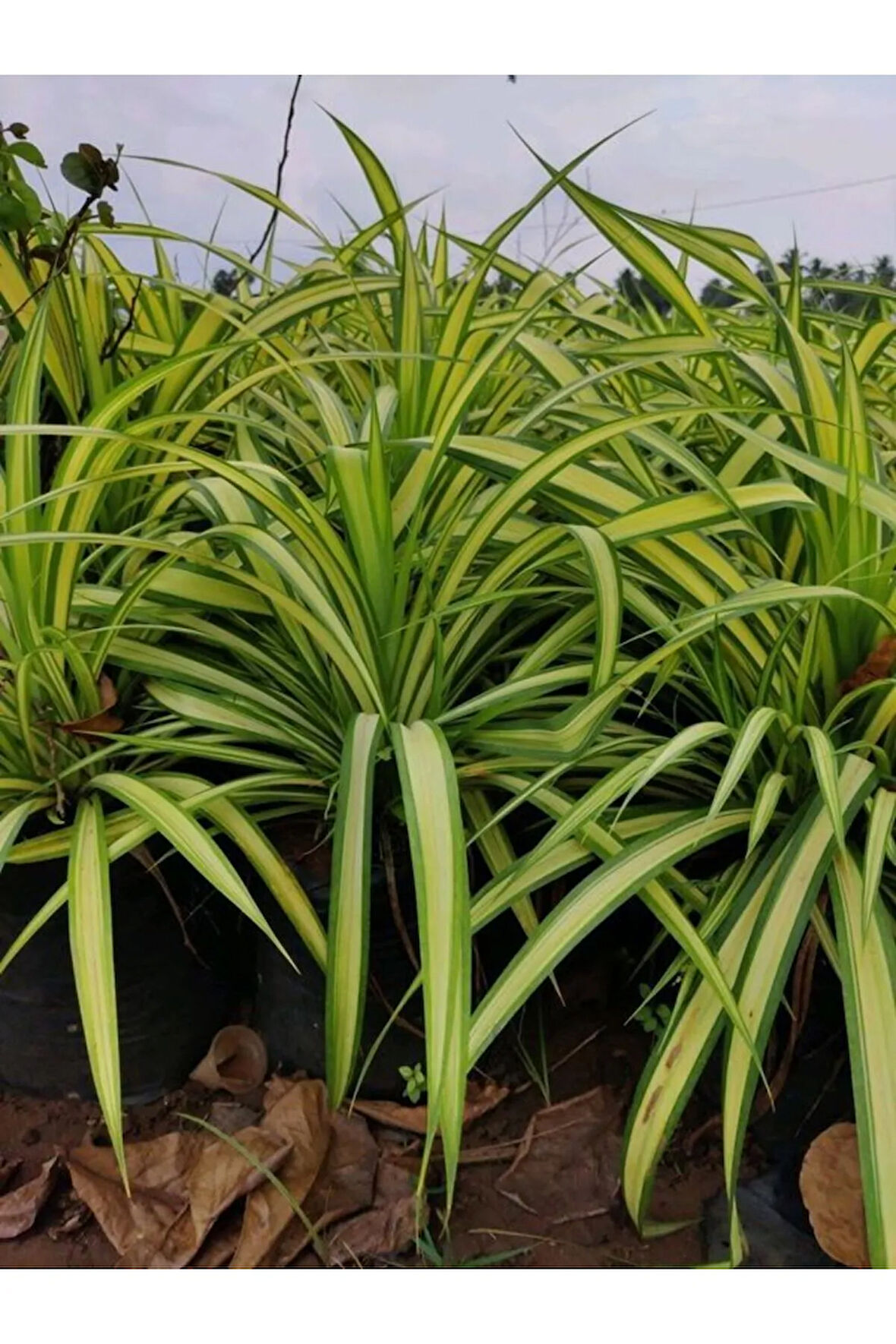 Kurdele Çiçeği (chlorophytum)