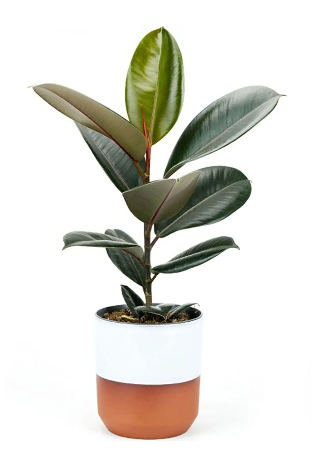Kauçuk - Ficus Elastica Robusta Canlı Salon Bitkisi 20-45cm