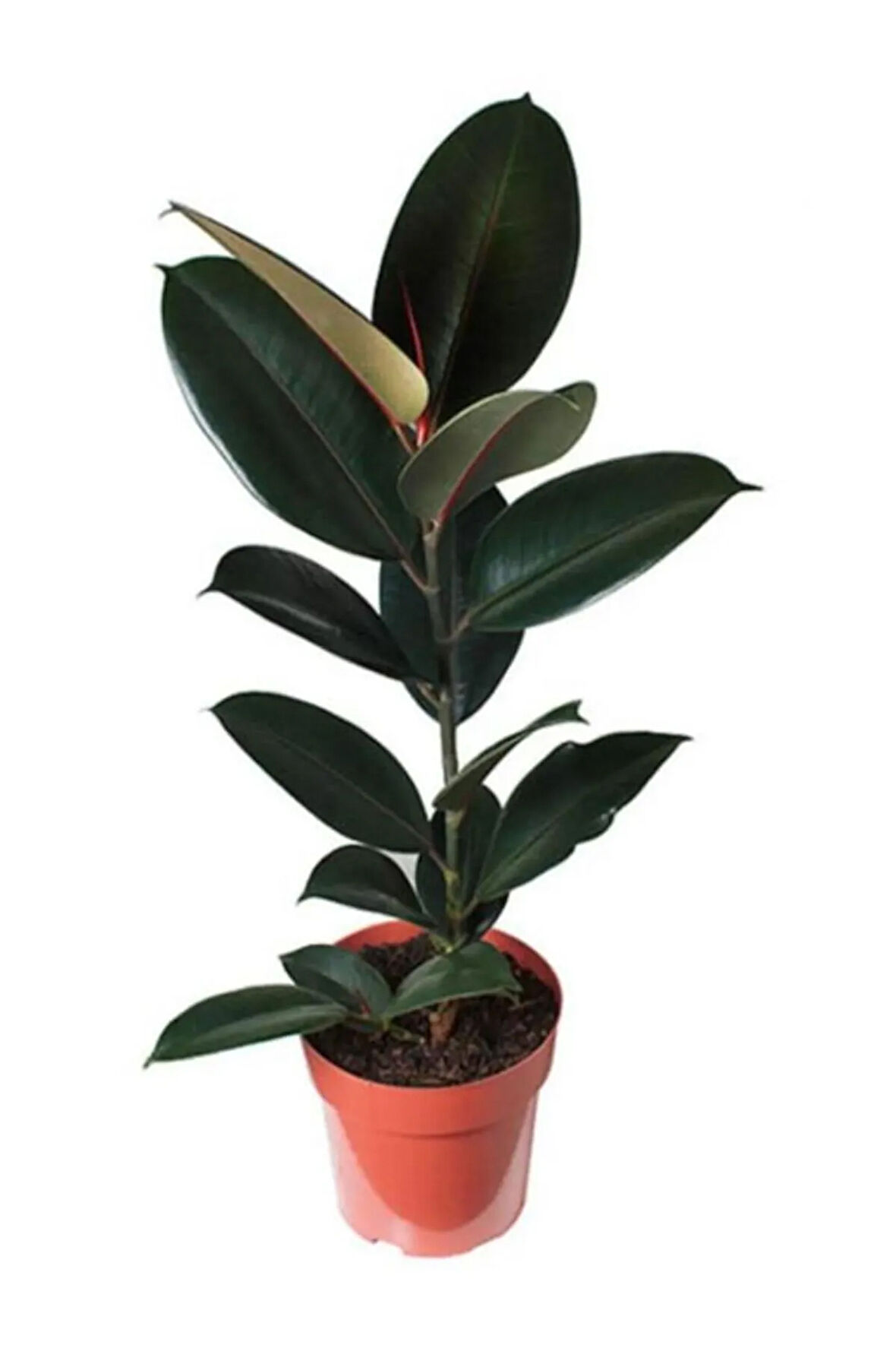 Kauçuk Bitkisi 50 60 Cm Ev Bitkisi Ofis Bitkisi Salon Bitkisi Iç Mekan Bitki