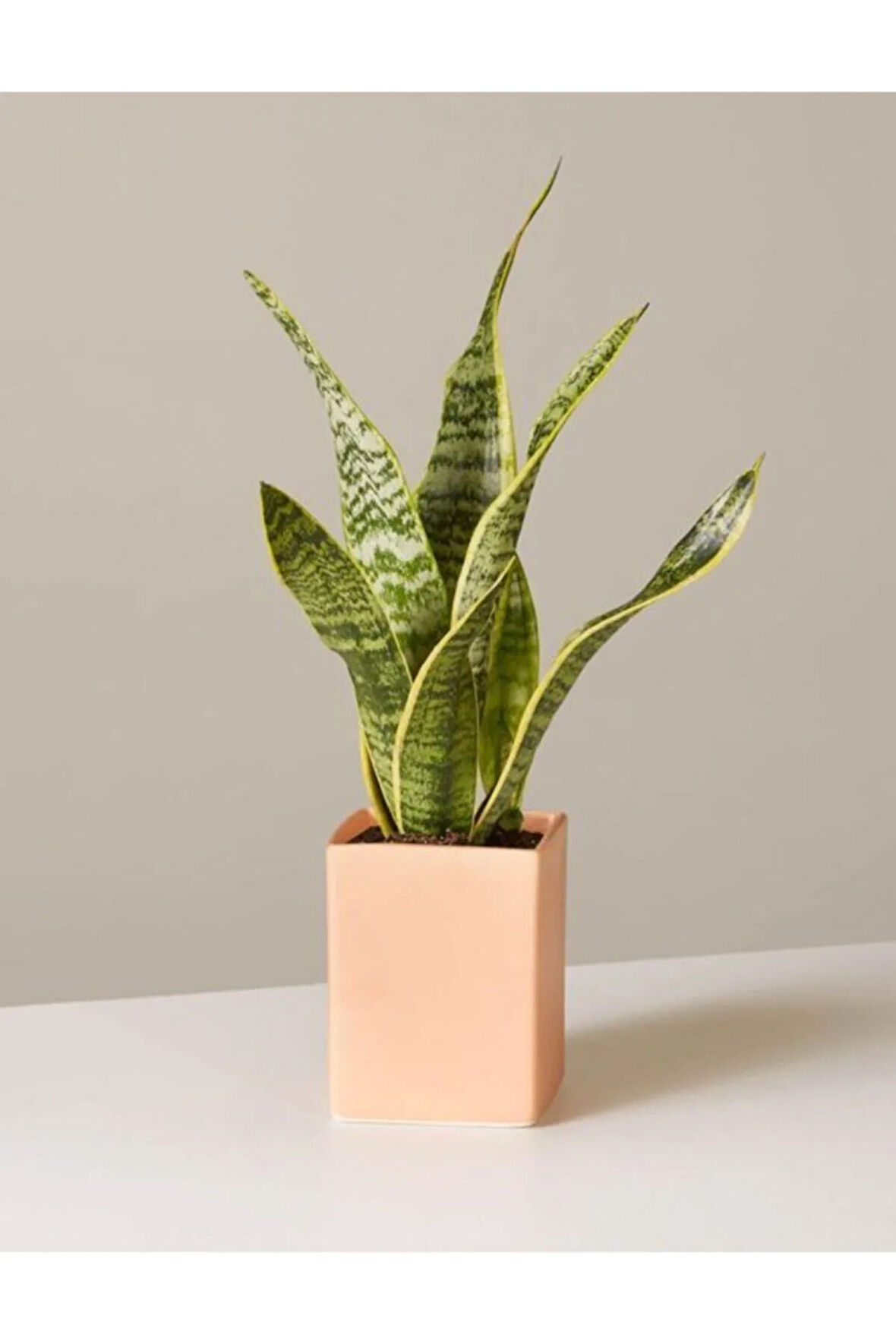 Çok Avantajlı Sansevieria Laurentii Superba Bodur Paşa Kılıcı ( Kılıç Çiçeği)