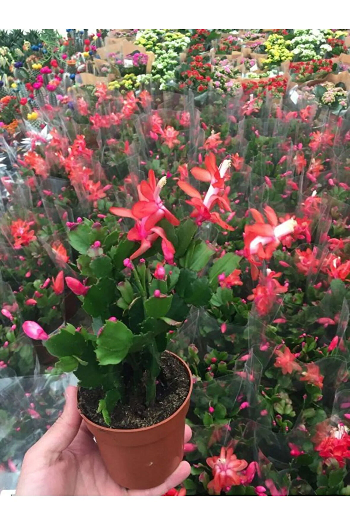 Yılbaşı Çiçeği 1 Adet Saksılı Schlumbergera Red - Kaktüs - Yılbaşı Çiçeği