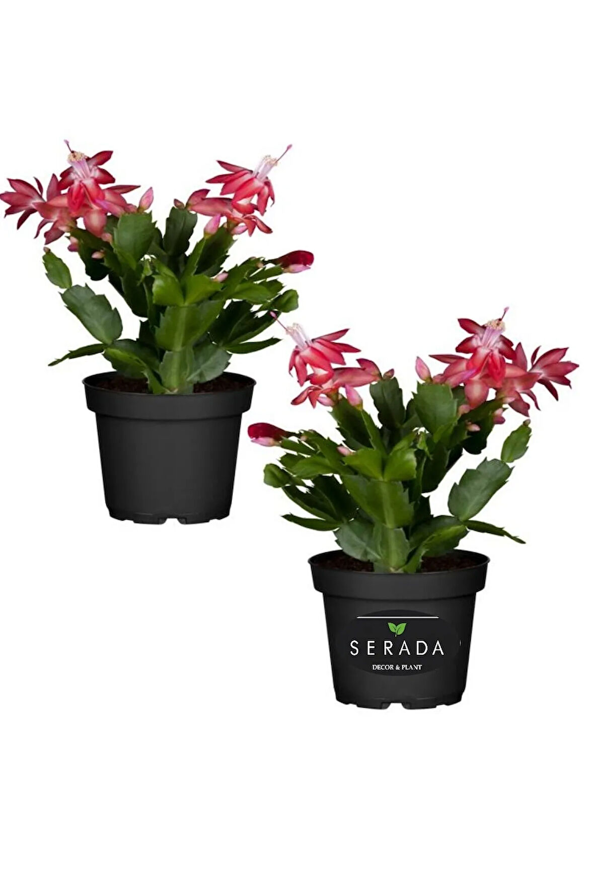 Yılbaşı Çiçeği Kırmızı 2 ADET 10-20CM Schlumbergera Truncata
