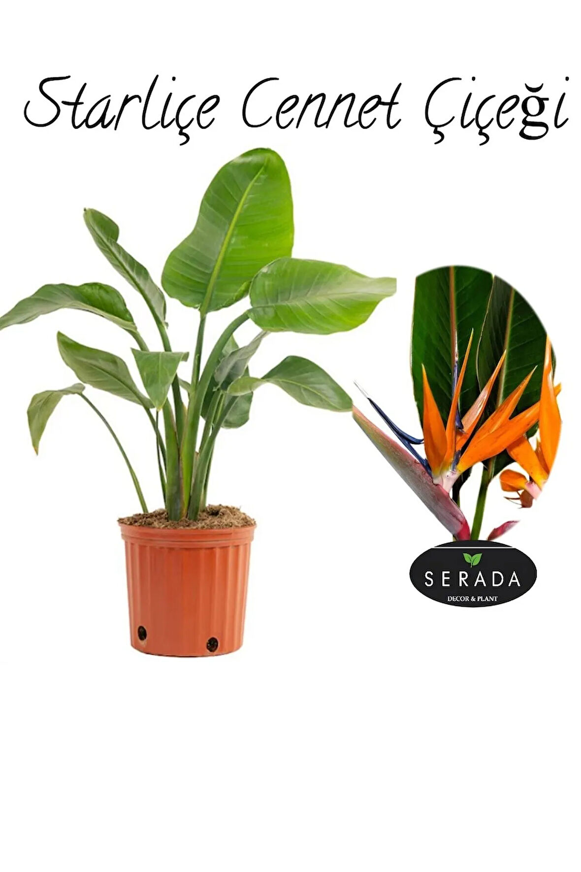 Starliçe (Strelitzia Reginae) Cennet Kuşu Bitkisi 50-70Cm Salon Çiçeği