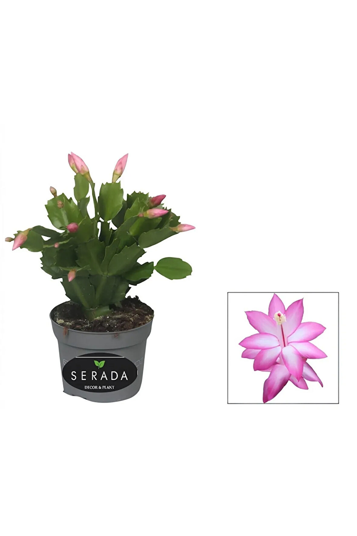Pembe Renk Yılbaşı Çiçeği Saksılı 10-15cm 1 ADET Schlumbergera Truncata