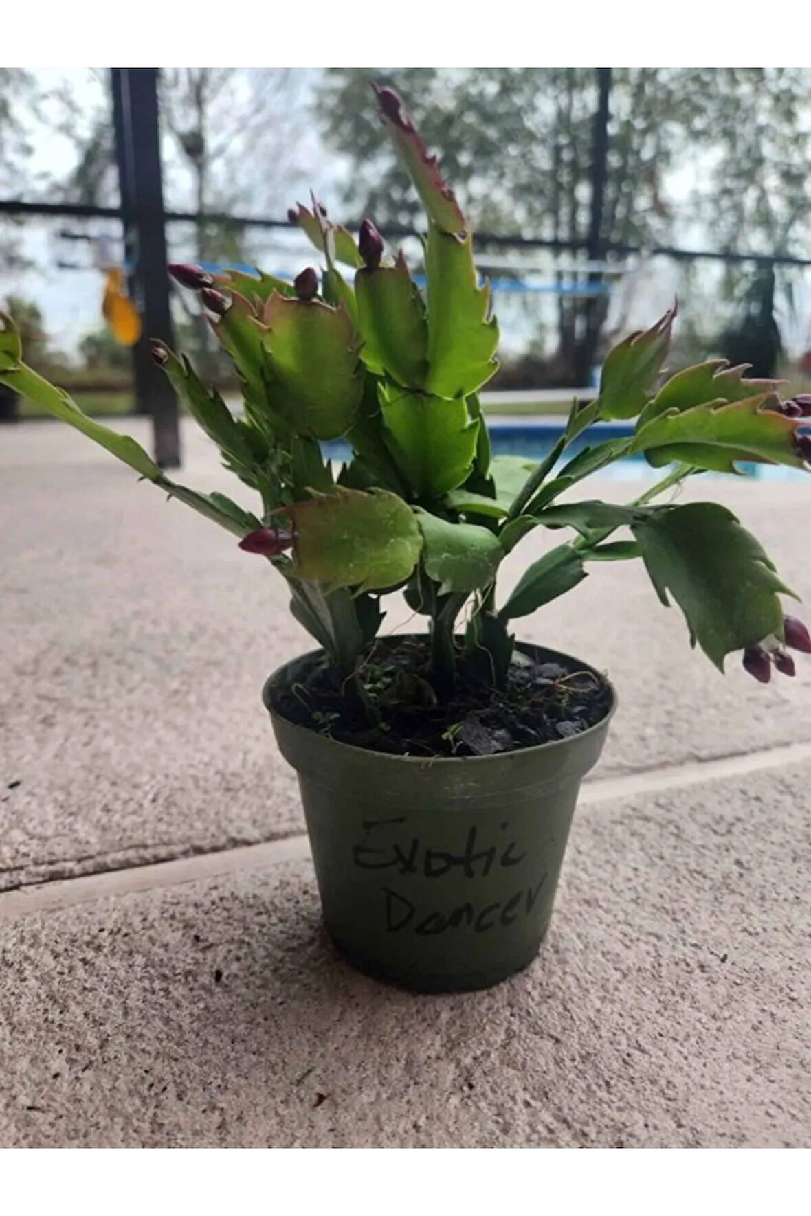 İstenilen Renk Yılbaşı Çiçeği 1 ADET Sakslı 10-20cm Schlumbergera