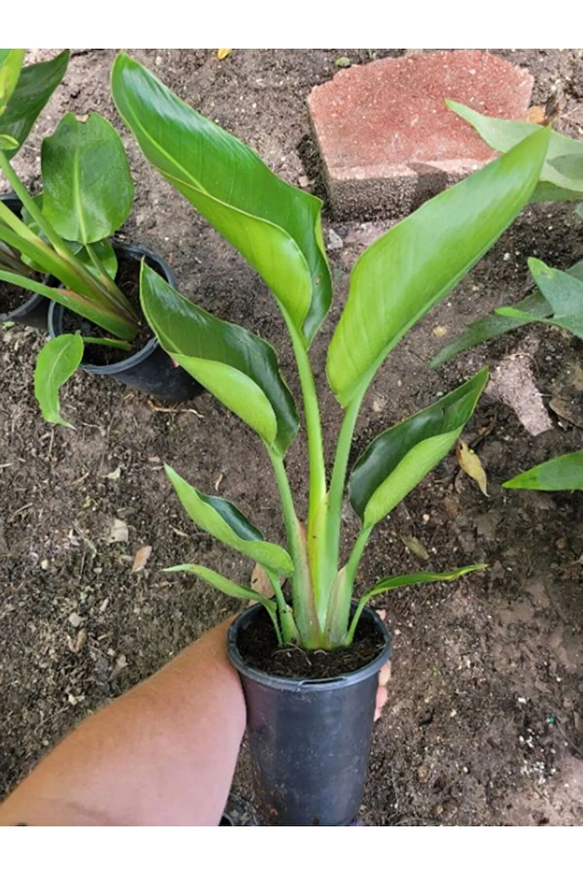 Mini Boy Starliçe Cennet Kuşu 25-40cm Strelitzia Reginae
