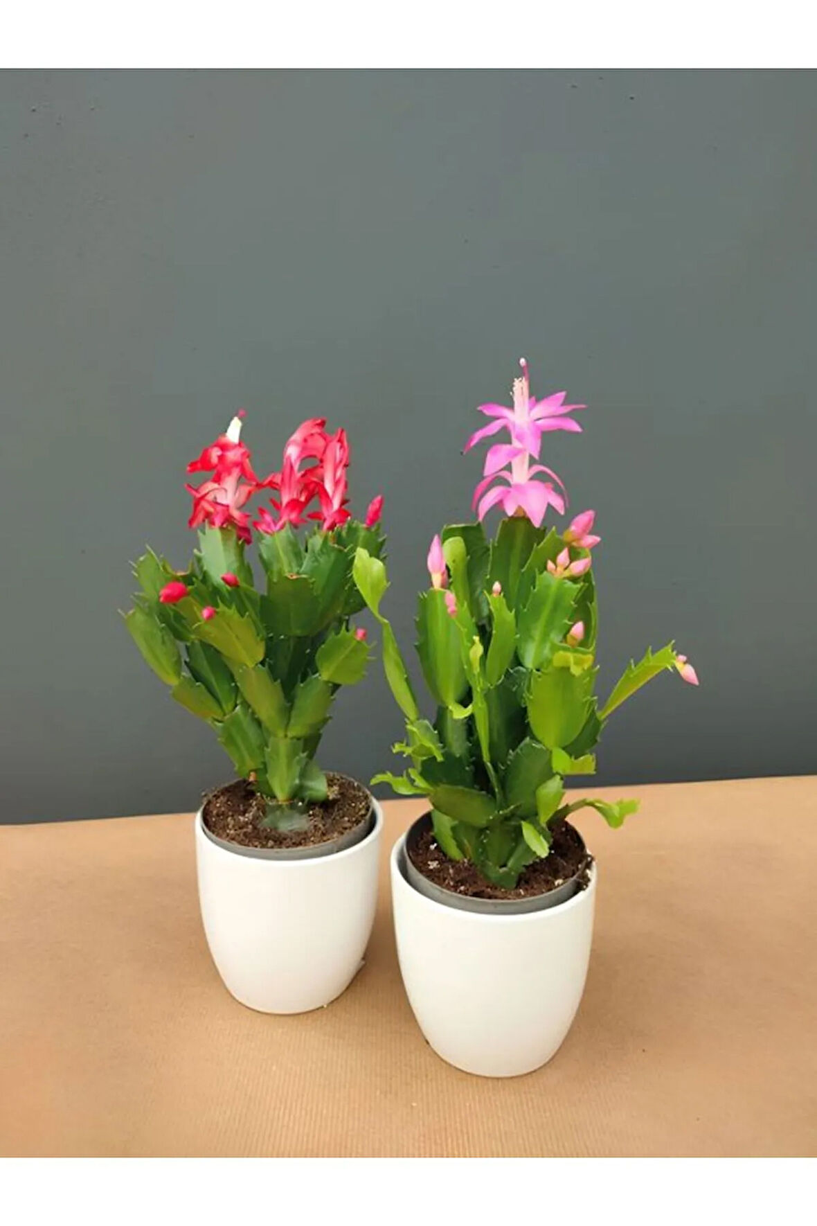 Kırmızı-Pembe Renk Yılbaşı Çiçeği Schlumbergera 1 ADET Saksılı 10-15cm