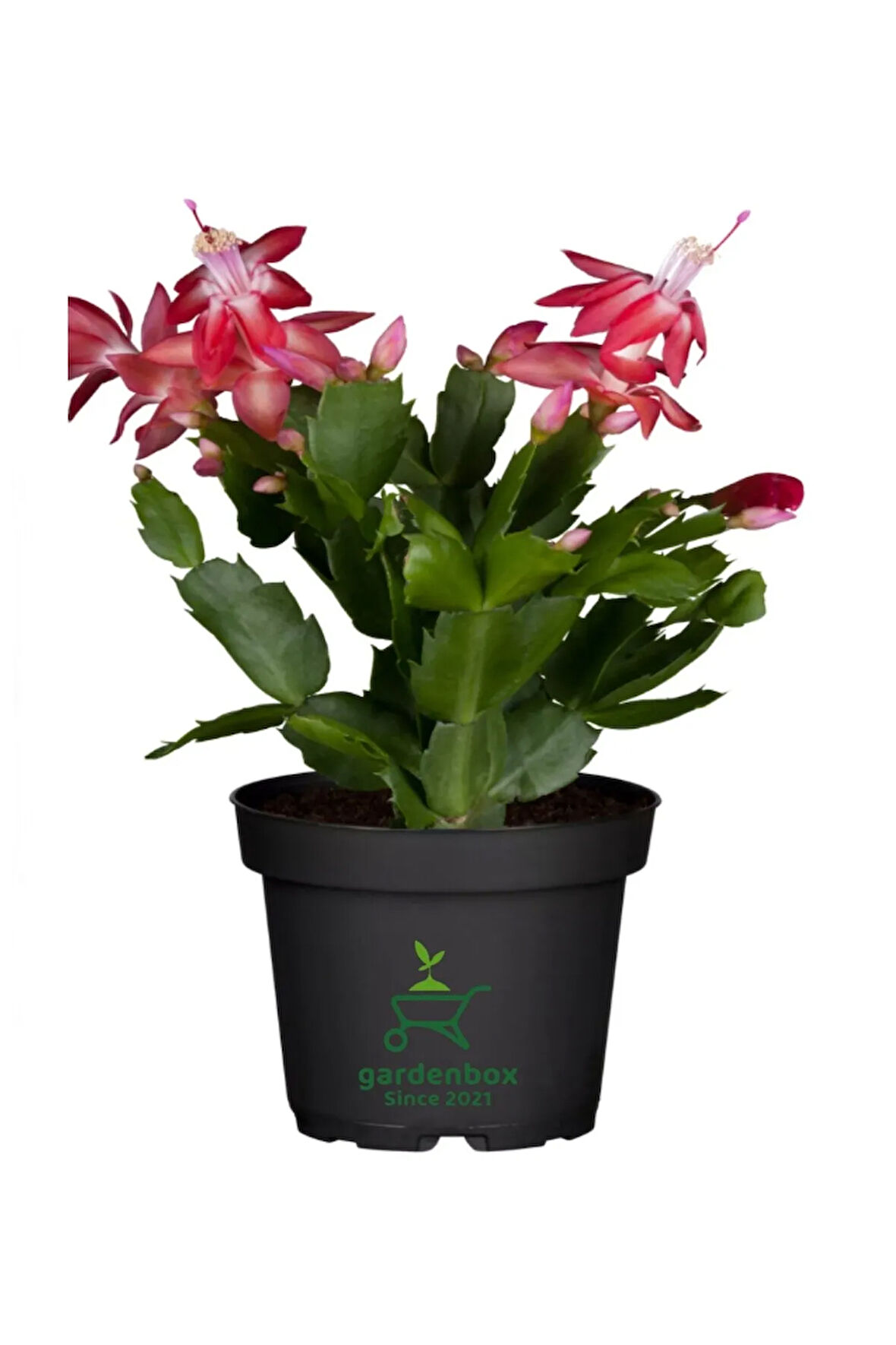 Kırmızı Renk Yılbaşı Çiçeği 1 Adet Saksılı 10-20cm Schlumbergera Truncata