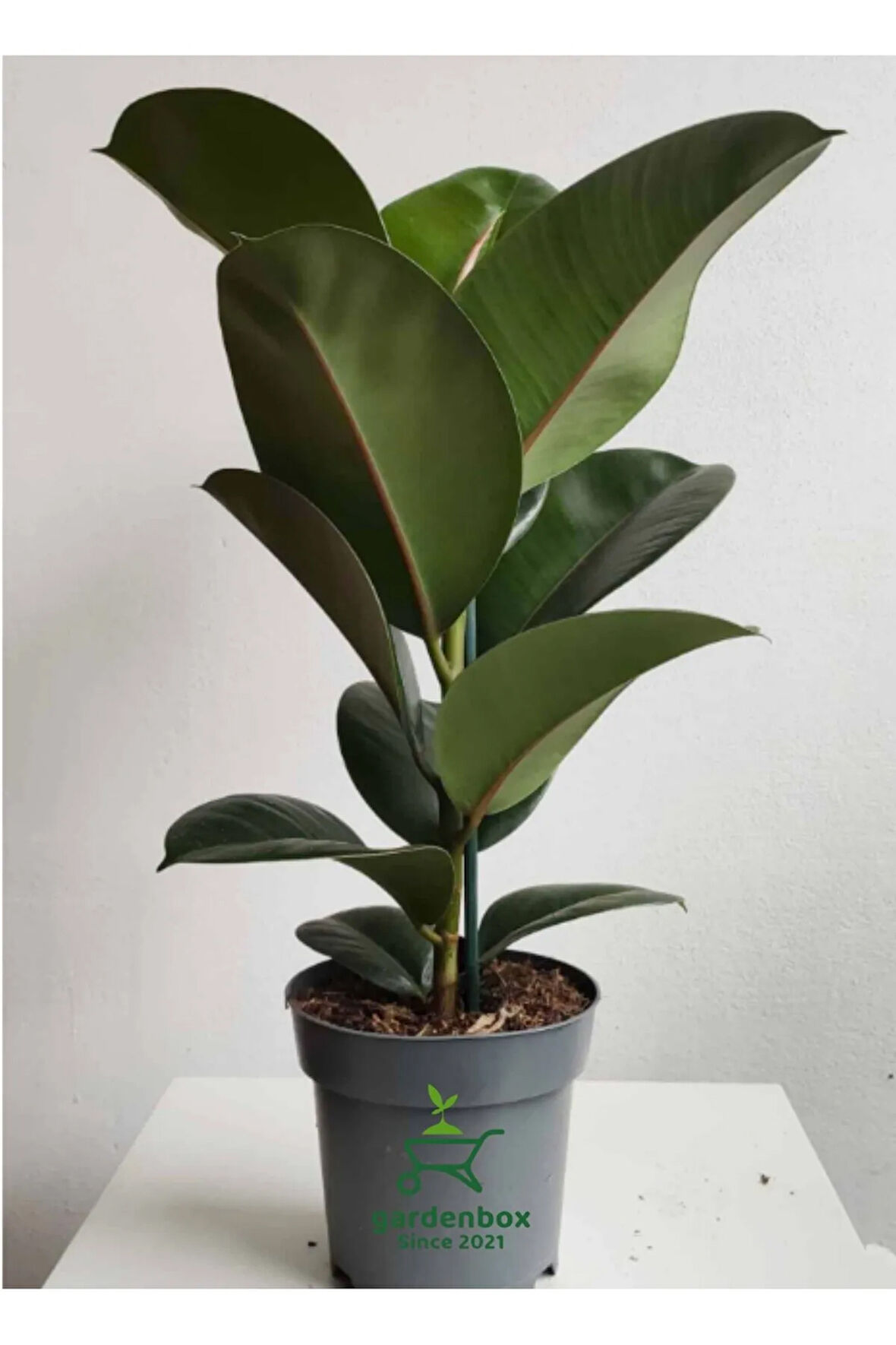 Hediyelik Mini Boy Kauçuk Çiçeği Canlı Yapraklı 20-45cm (Ficus Elastica)