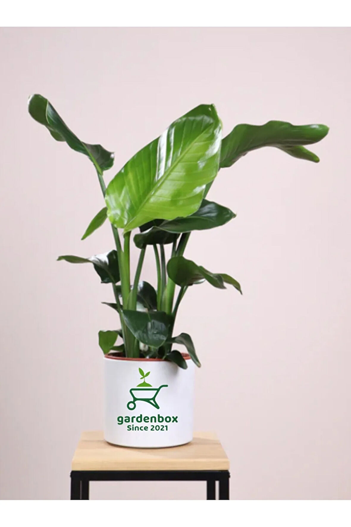 Büyük Boy Bodur Starliçe Regina 1 Adet Saksılı  60-80cm (Strelitzia)