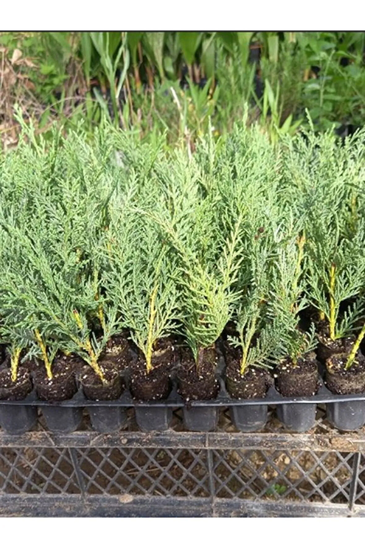 Mini Potta Leylandi Fidanı (10 25 CM) 20 Adet Viyolde Min Boy Cupressus Leylandii