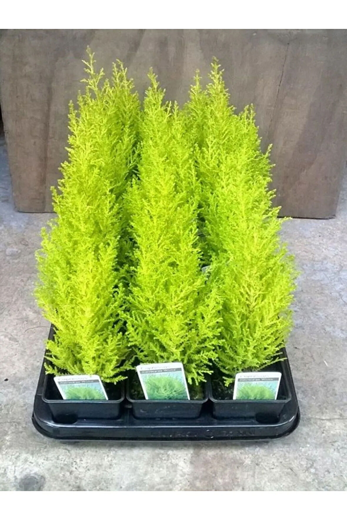 Limon Kokulu Limon Çamı Fidanı Sarı Renkli 30 Adet (15-25cn)Tüplü Dış Mekan Bitkisi