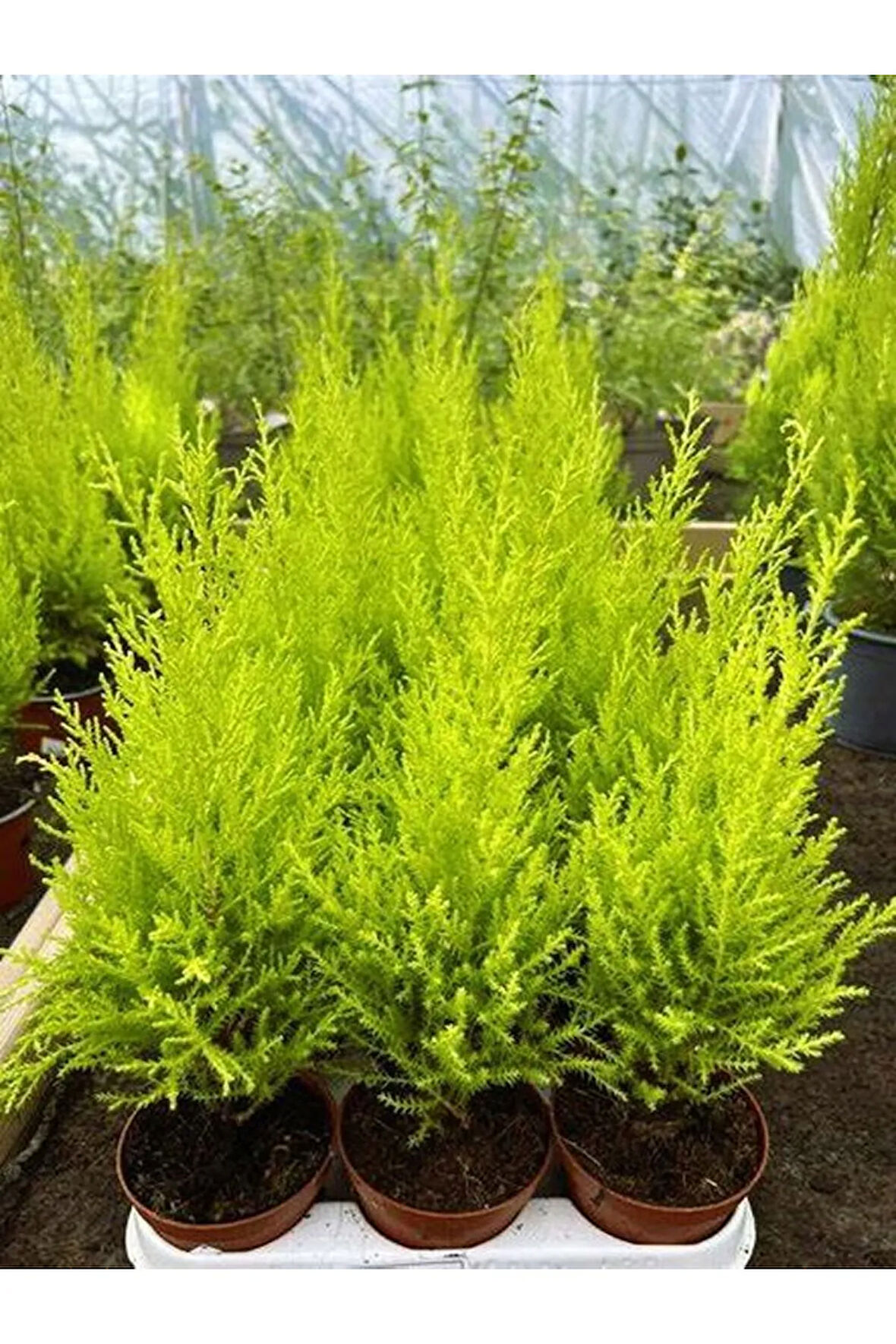 Bahçelerin Vazgeçilmezi Limon Çamı Fidanı 20 Adet Tüplü 15-25cm Bahçe Bitkisi