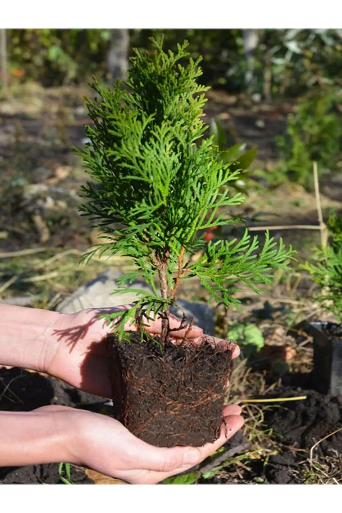 Cupressus Leylandii 40 Adet Leylandi Çam Ağacı Fidanı 10-25cm Dış Mekan Çit Bitkisi