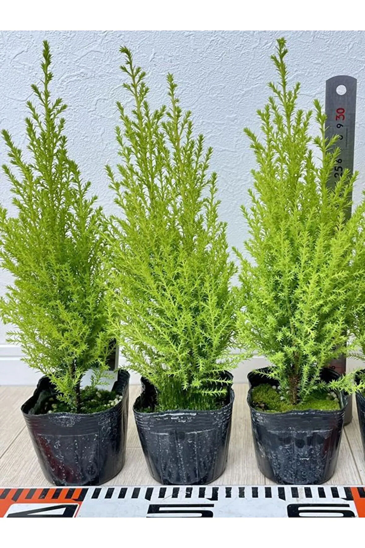 Limoni Limon Çamı Fidanı 20 ADET Tüplü (15-25cm) Dış Mekan Bahçe Dekorasyon Ağacı