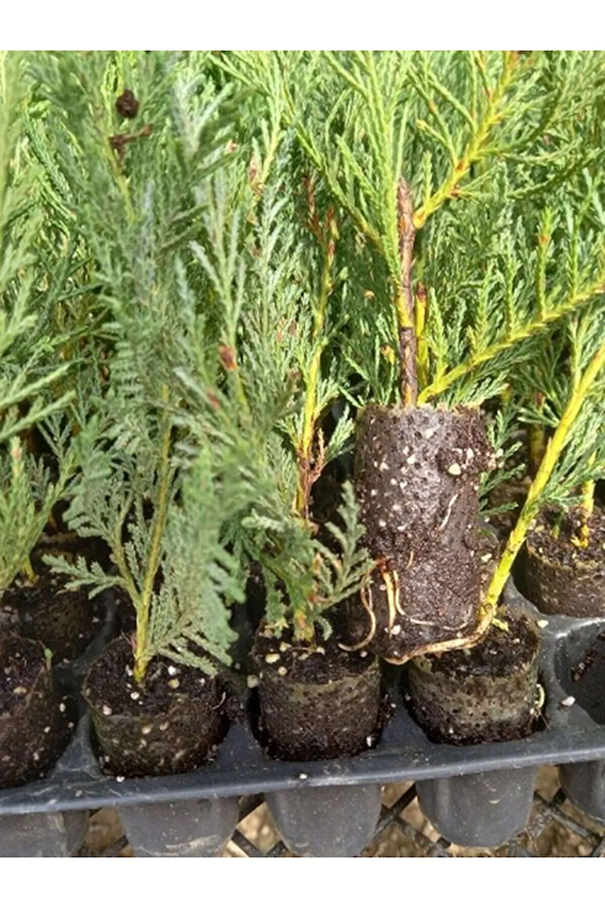 Leylandi Fidanı (10 25 CM)40 Adet Viyolde Min Boy Cupressus Leylandii