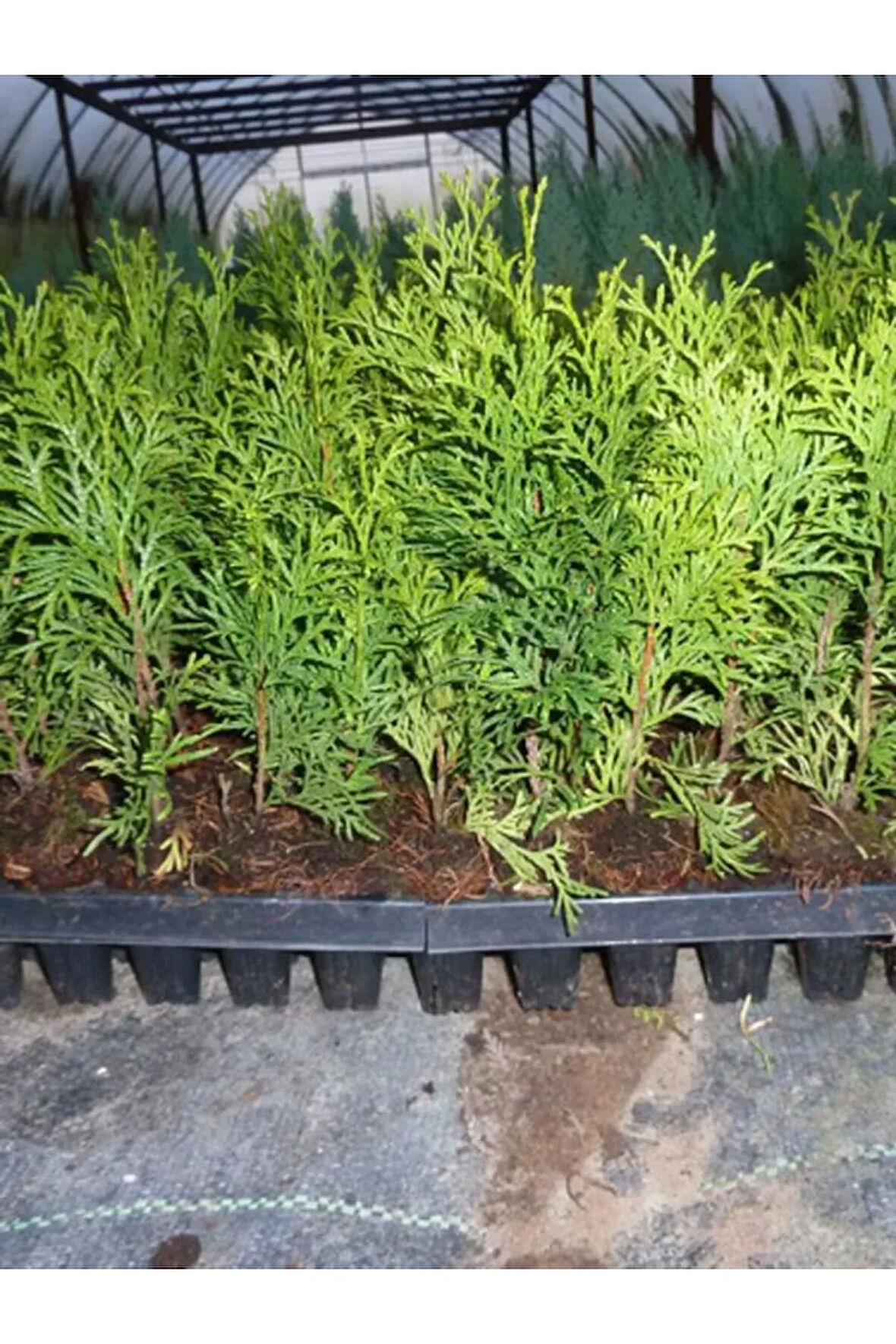 Yeşil Leylandi Çit Bitkisi (10-25cm) 40 ADET Dış Mekan Peyzaj Bitkisi