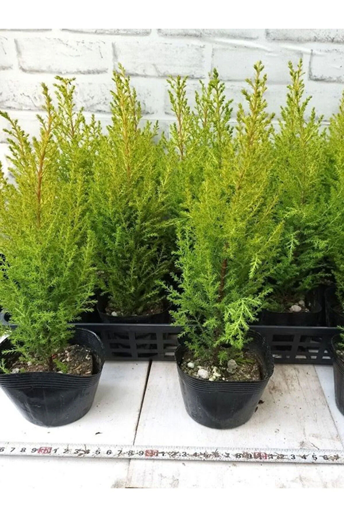 Fomlu Kokulu Limon Servi Fidanı Tüplü 10 ADET 15-25CM Dış Mekan Ağacı