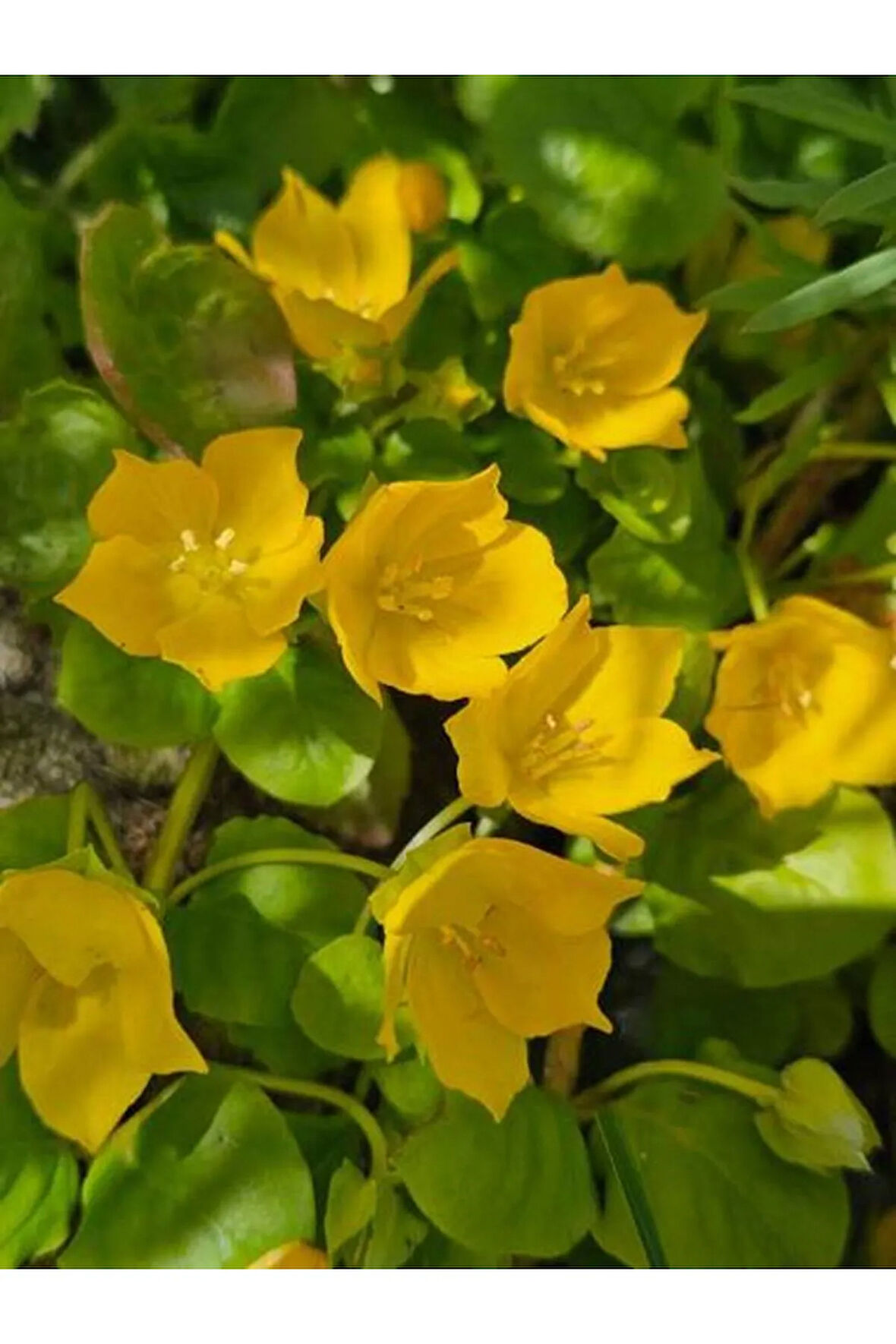 Lysimachia Nummularia Sarı Kız Altın Kolye Makrome Saksılı 20-40Cm