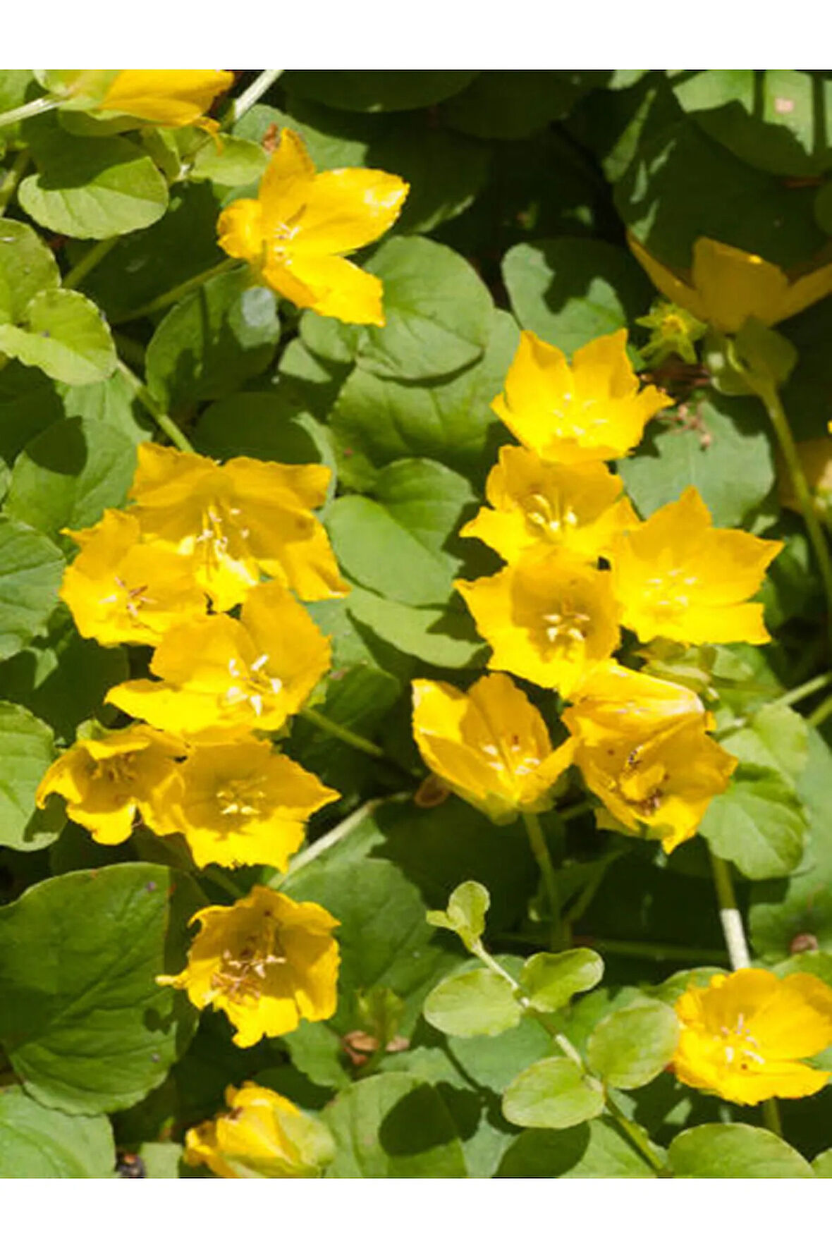 Sarı Kız Altın koyle Çiçeği Sarı Çiçekkli 1 ADET Saksılı 20-40cm Lysimachia nummularia