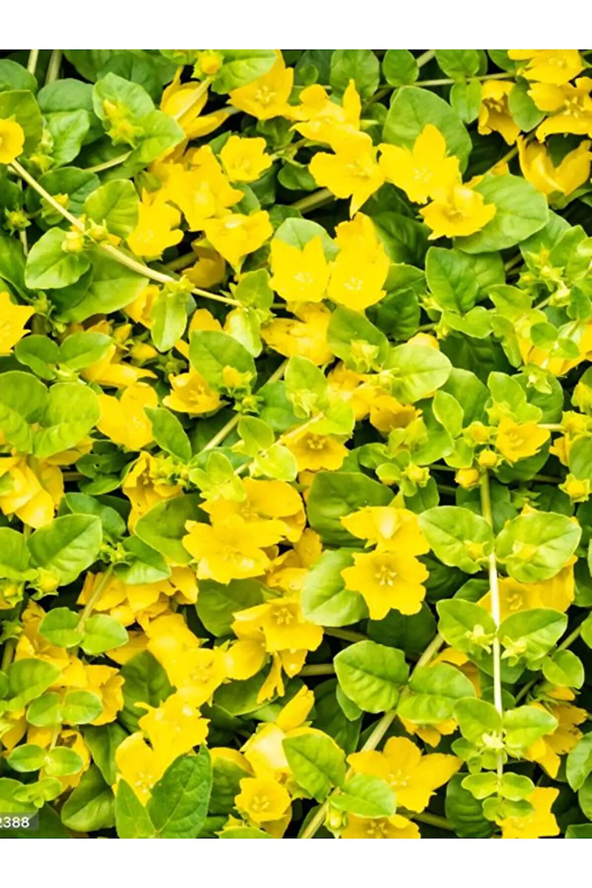 Sarı Çiçek Açan Altın Kolye Çiçeği Zemin Örtücü Sarkıcı Bitki 30-40cm Saksılı