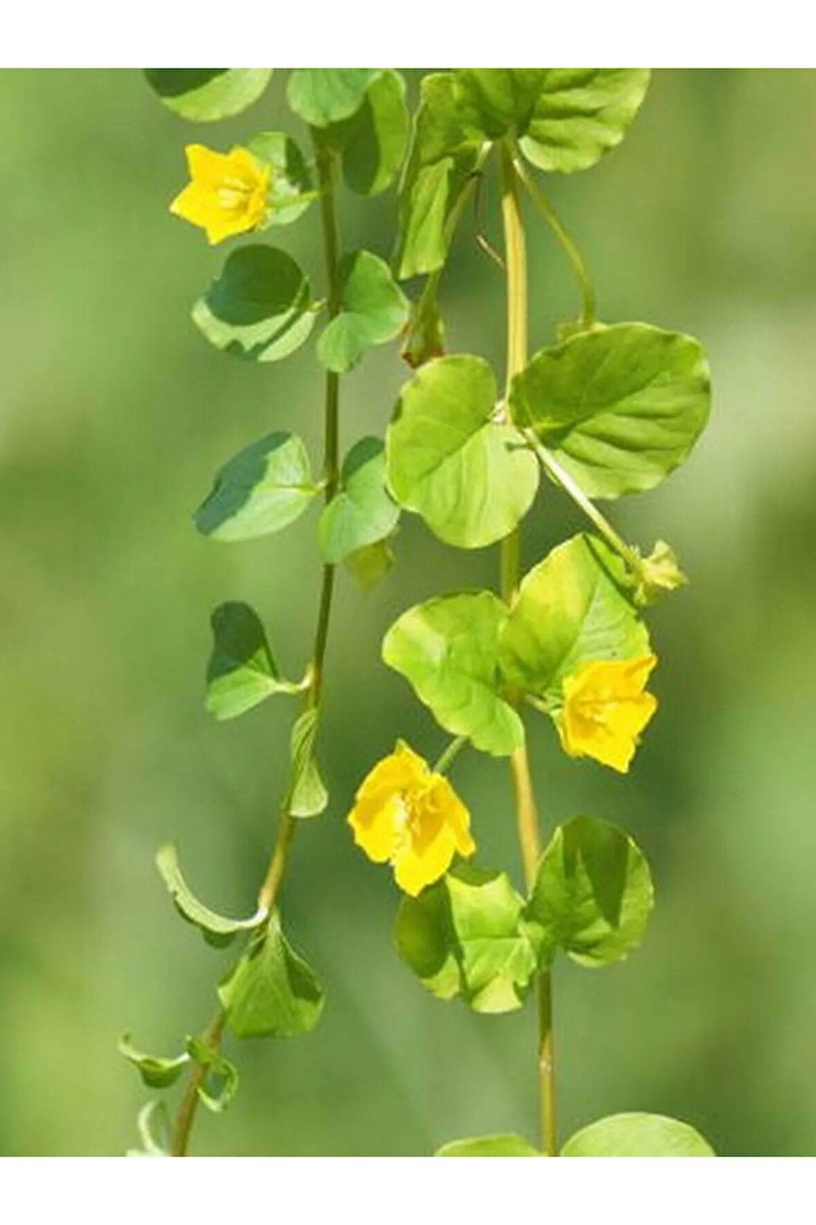 Lysimachia Nummularia Sarı Çiçekli Zemin Örtücü Altın Kolye Çiçeği 20-40Cm