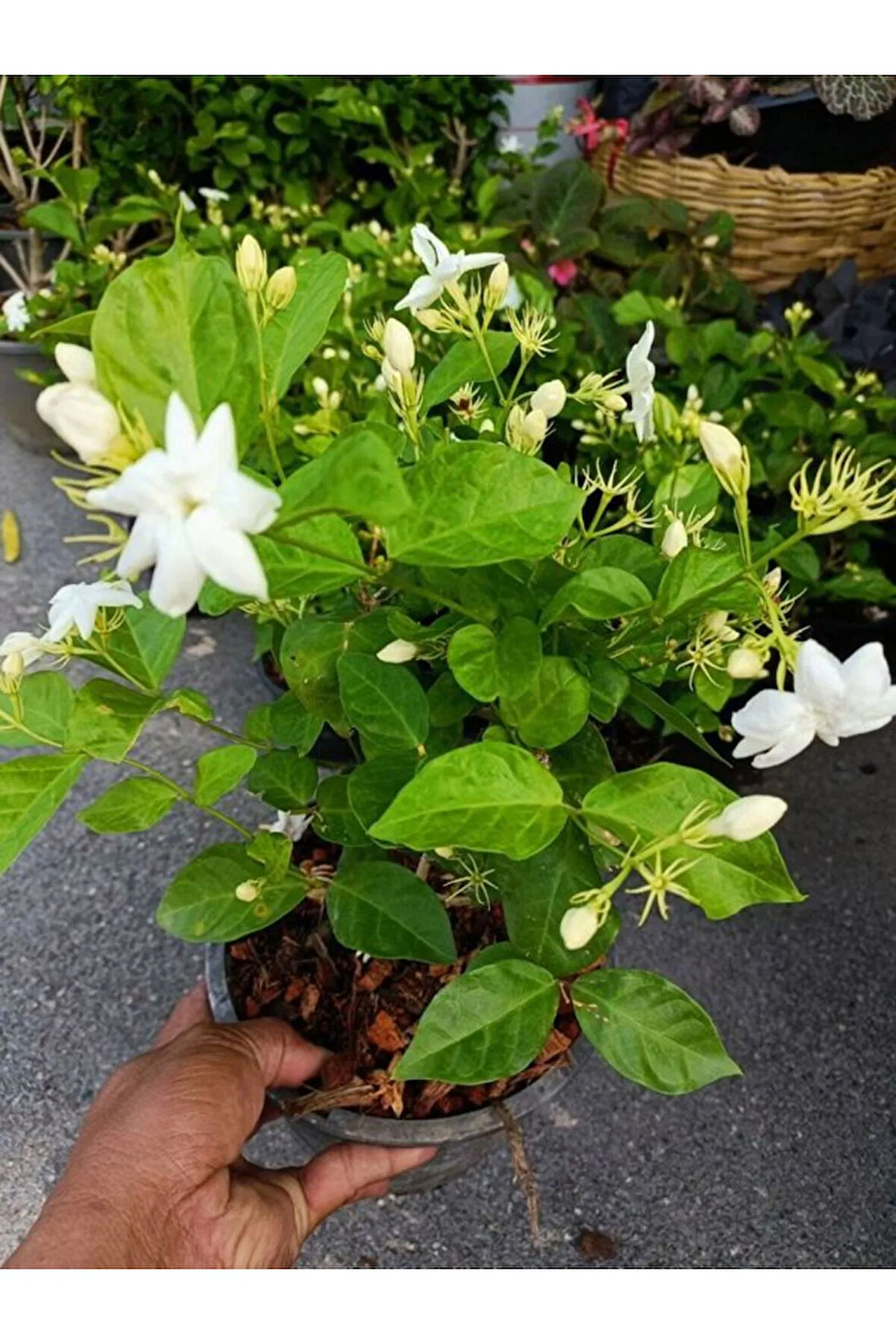 Kokulu Ful Yasemin Çiçeği 1 ADET Saksılı 30-60cm Jasminum