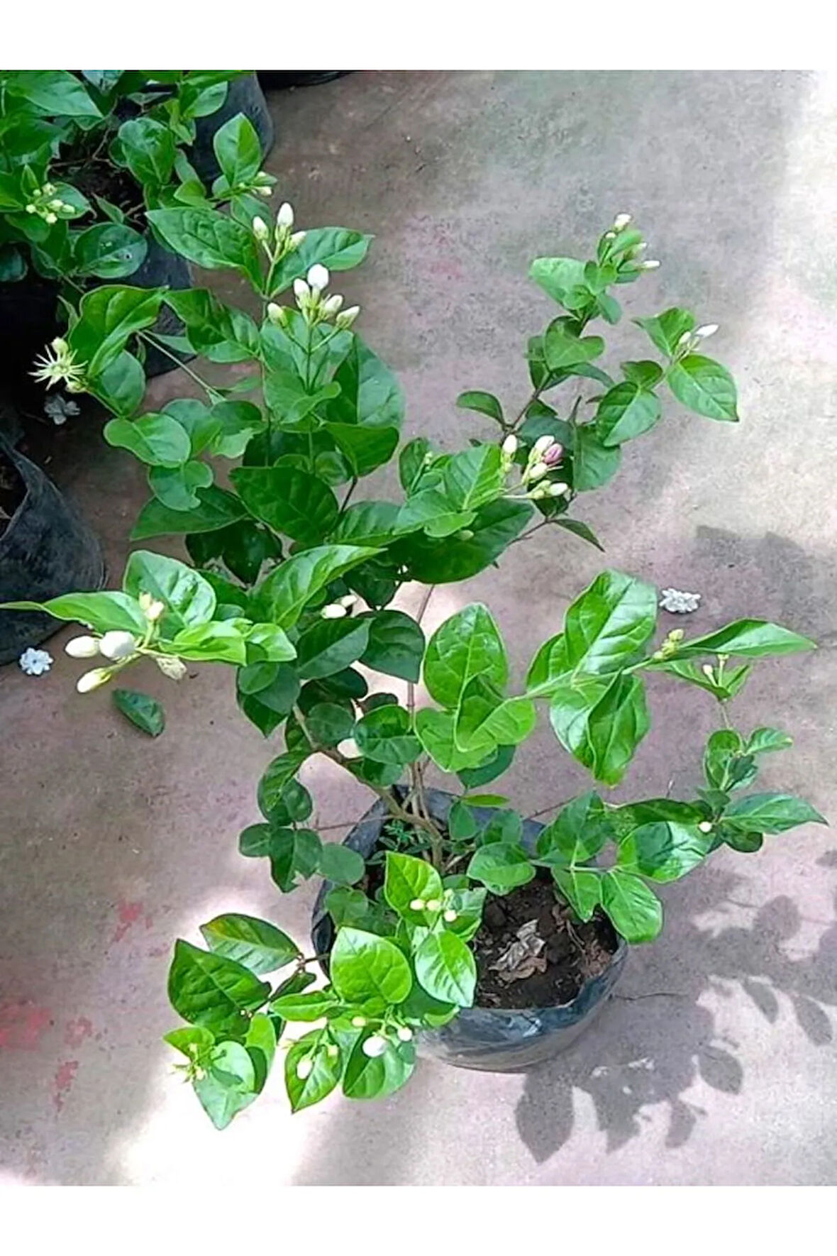 Mis Kokulu Sarmaşık Ful Yasemin Çiçeği 30-60cm(Jasminum grandiflorum)
