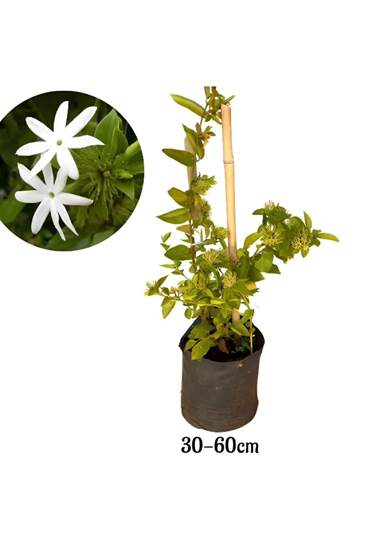 Ful Yasemin Çiçeği Yoğun Kokulu 30-60cm Sarmaşık Bitki (Jasminum)