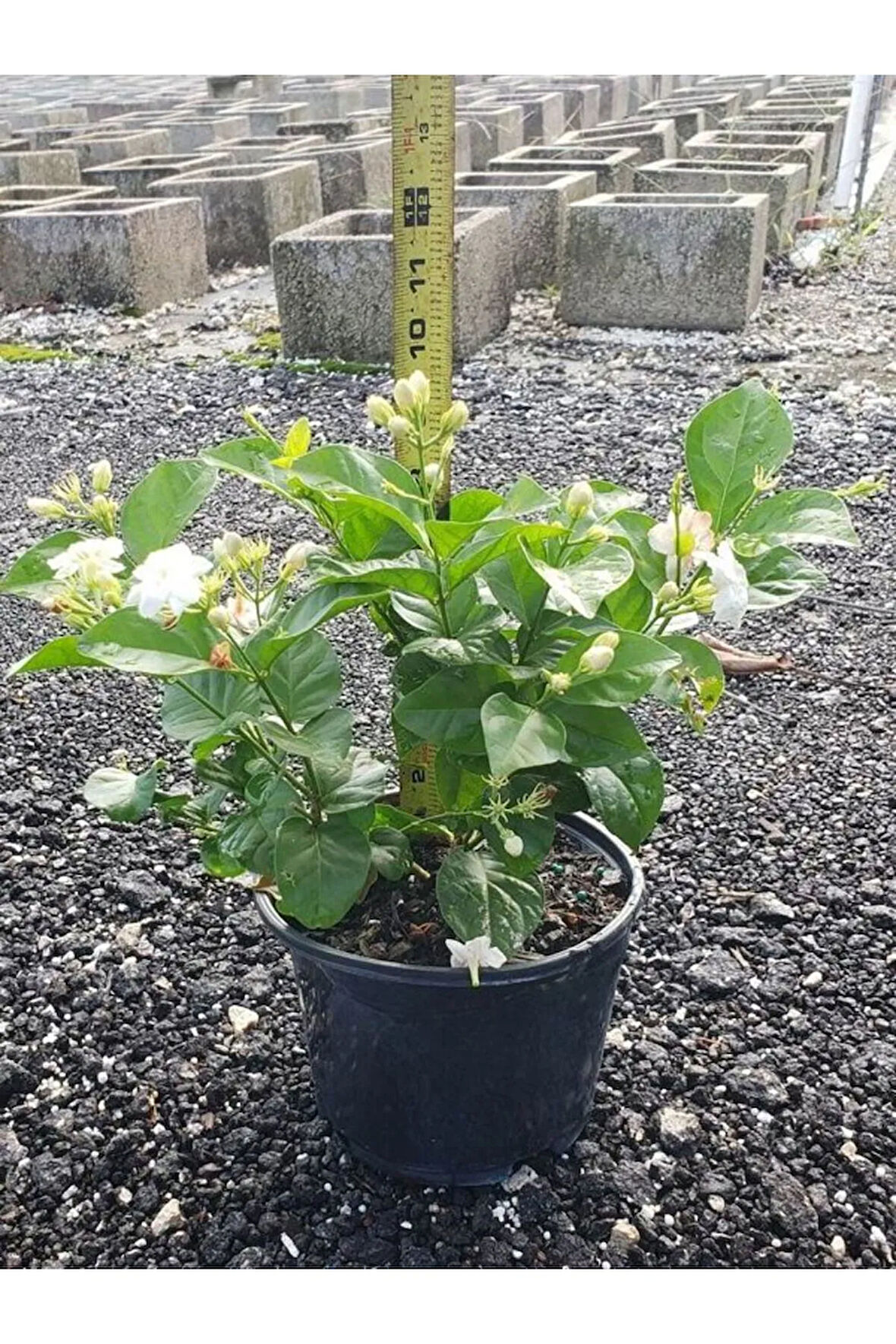 Ful Yasemin Çiçeği 1 ADET Kokulu Sarmaşık Bitki Saksılı 30-60cm