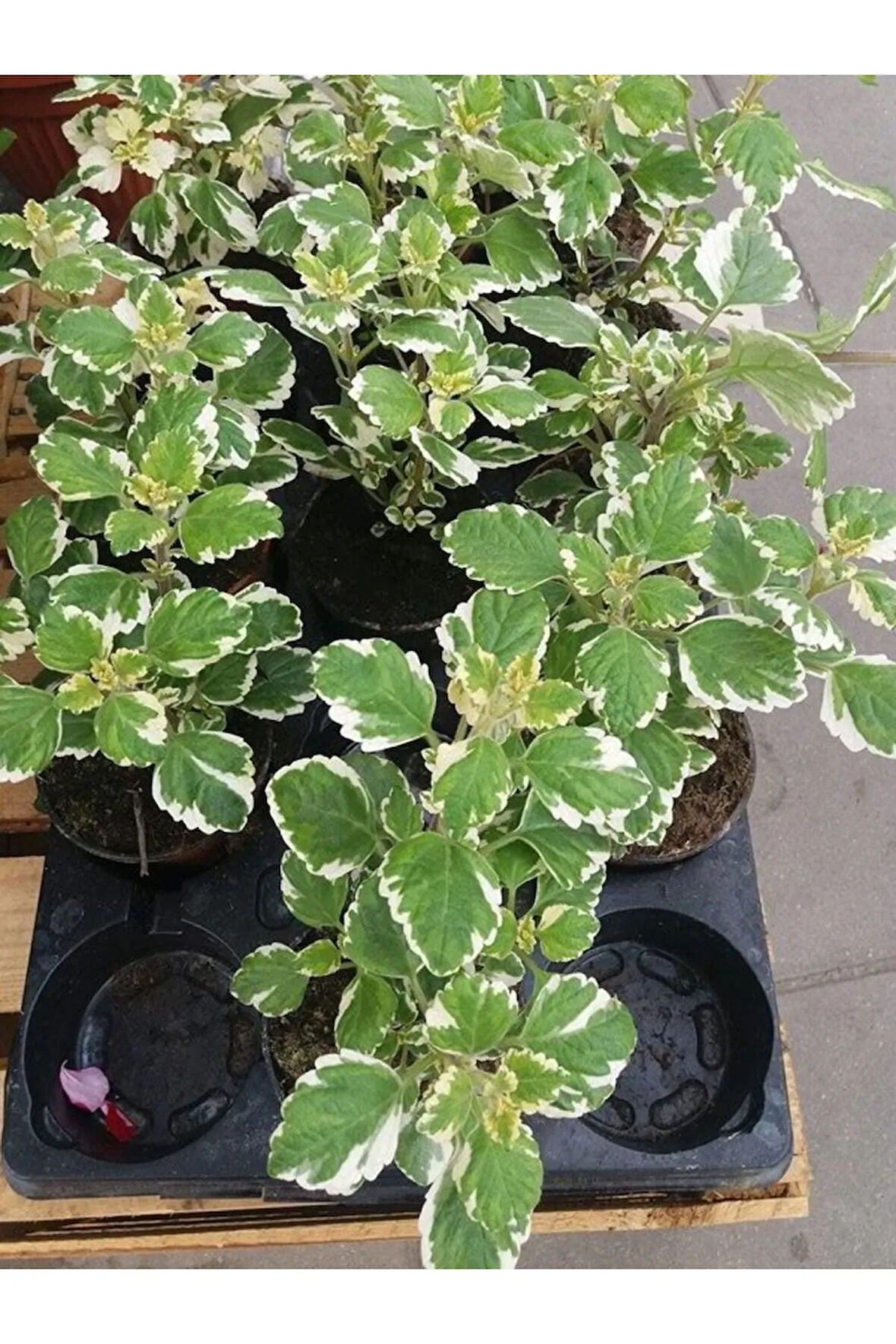 Plectranthus Forsteri Kokulu Sarkısı Tür Benjamin Çiçeği Saksılı 10-20 cm