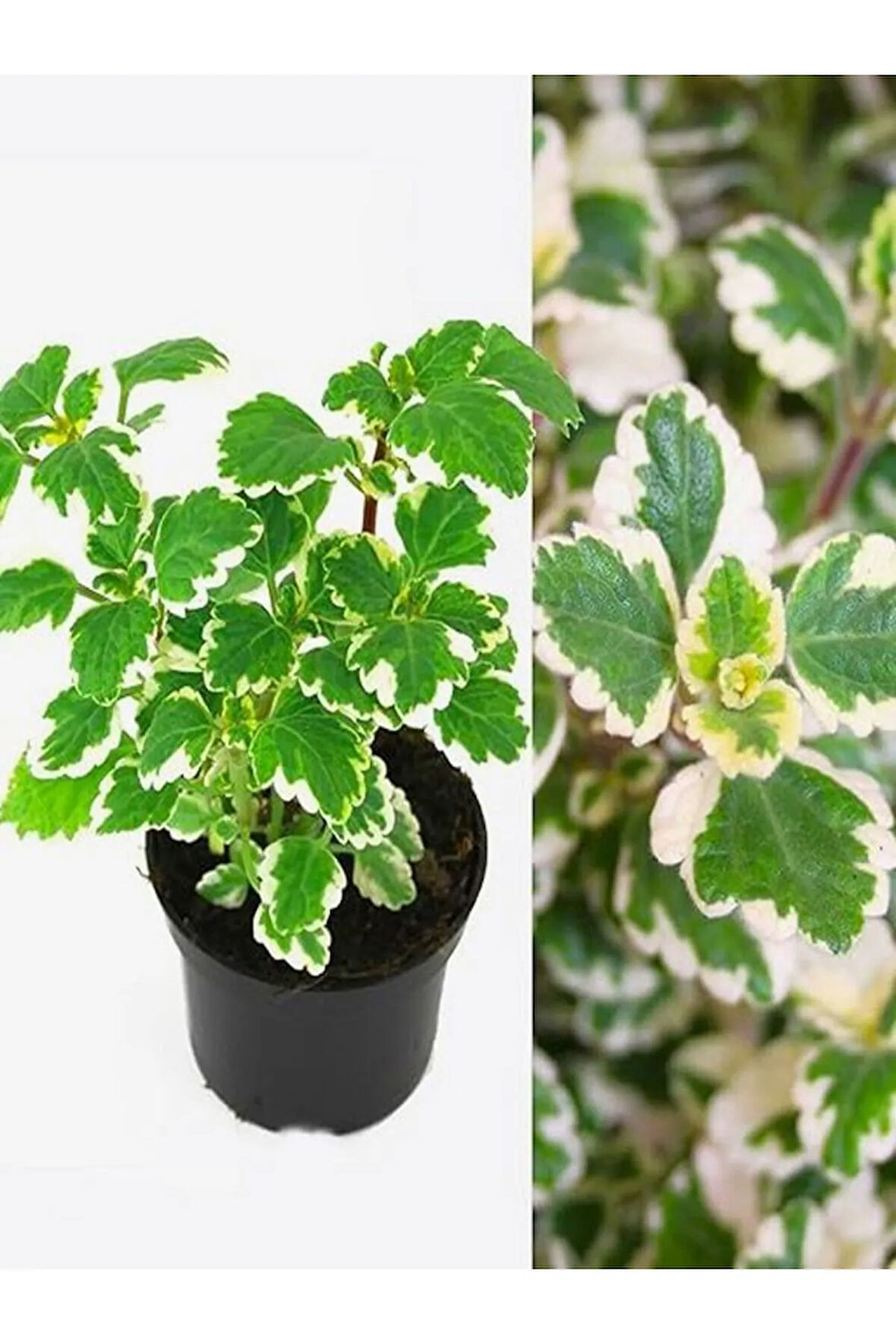 Mis Kokulu Formlu Benjamin Çiçeği Saksılı Sarkıcı Bitki 10-20CM