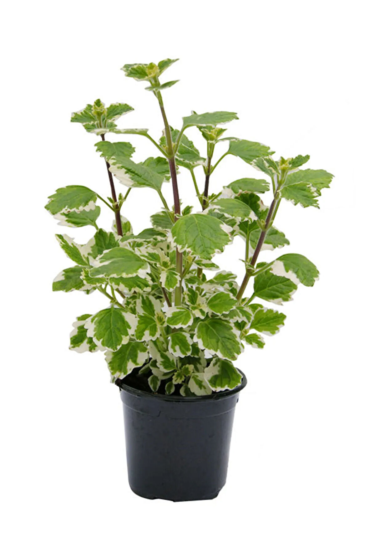 Plectranthus Forsteri Kokulu Uzayan Tür Benjamin Çiçeği Saksılı 10-20CM